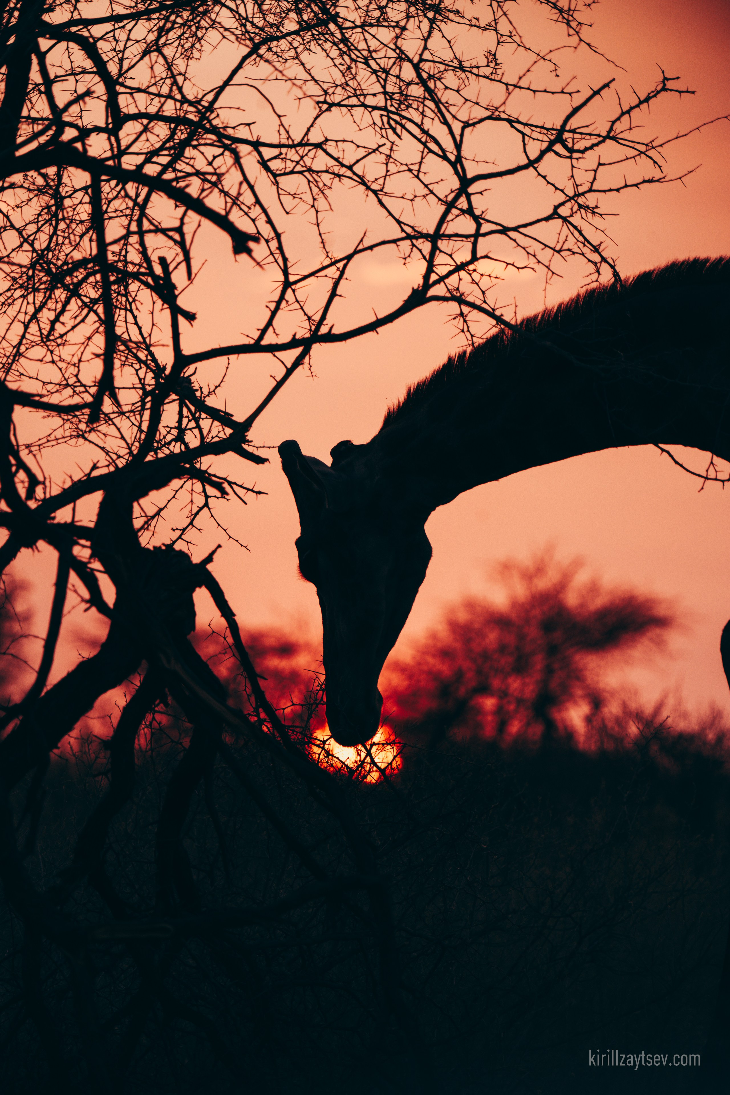Жизнь. Профессиональный фотограф Кирилл Зайцев