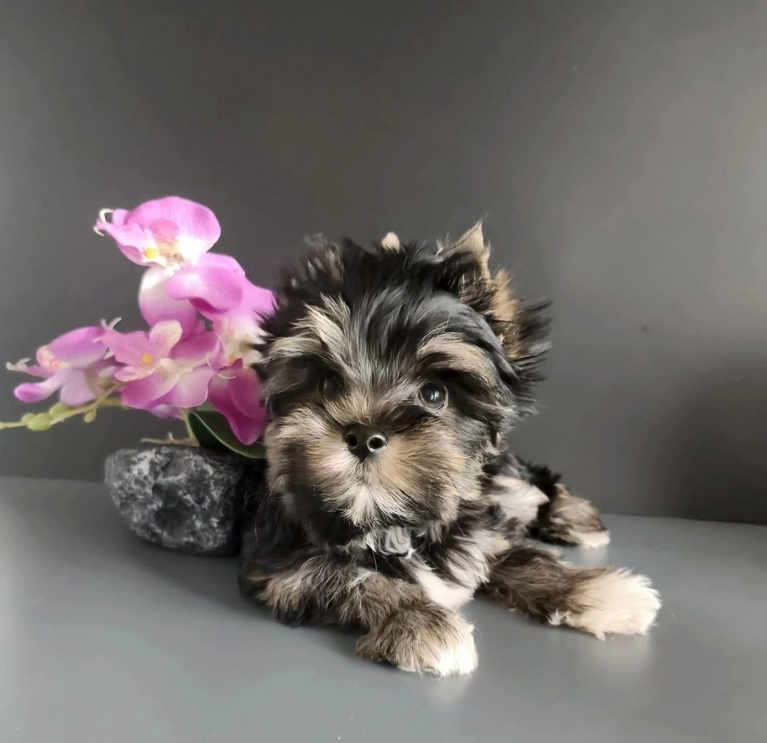 Нейросети ИИ для заводчиков и владельцев животных. Фотограф Анималист из Новосибирска Татьяна Кауфман