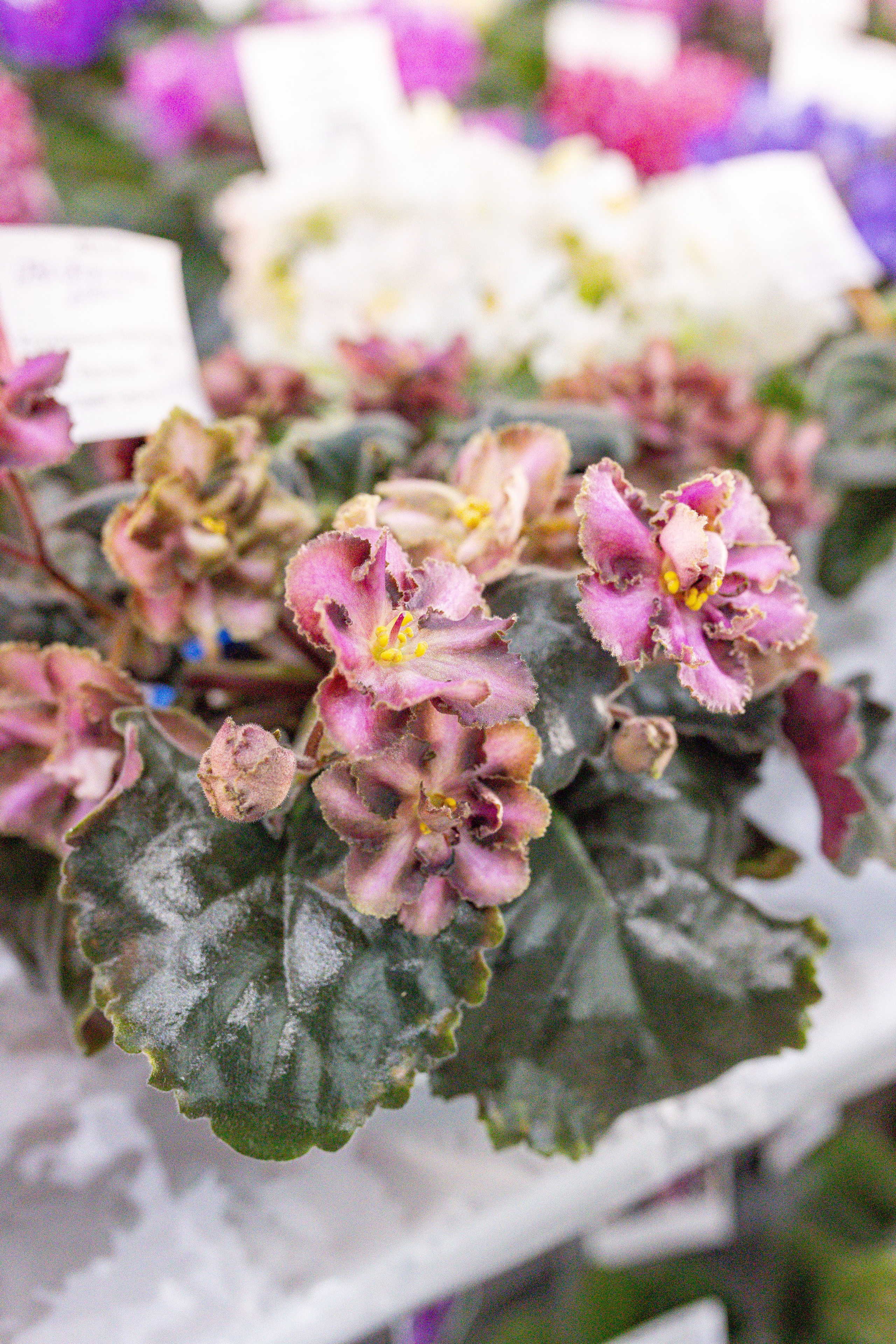 Орхидиум сентябрь 2025. Александра Куликова фотограф, Москва