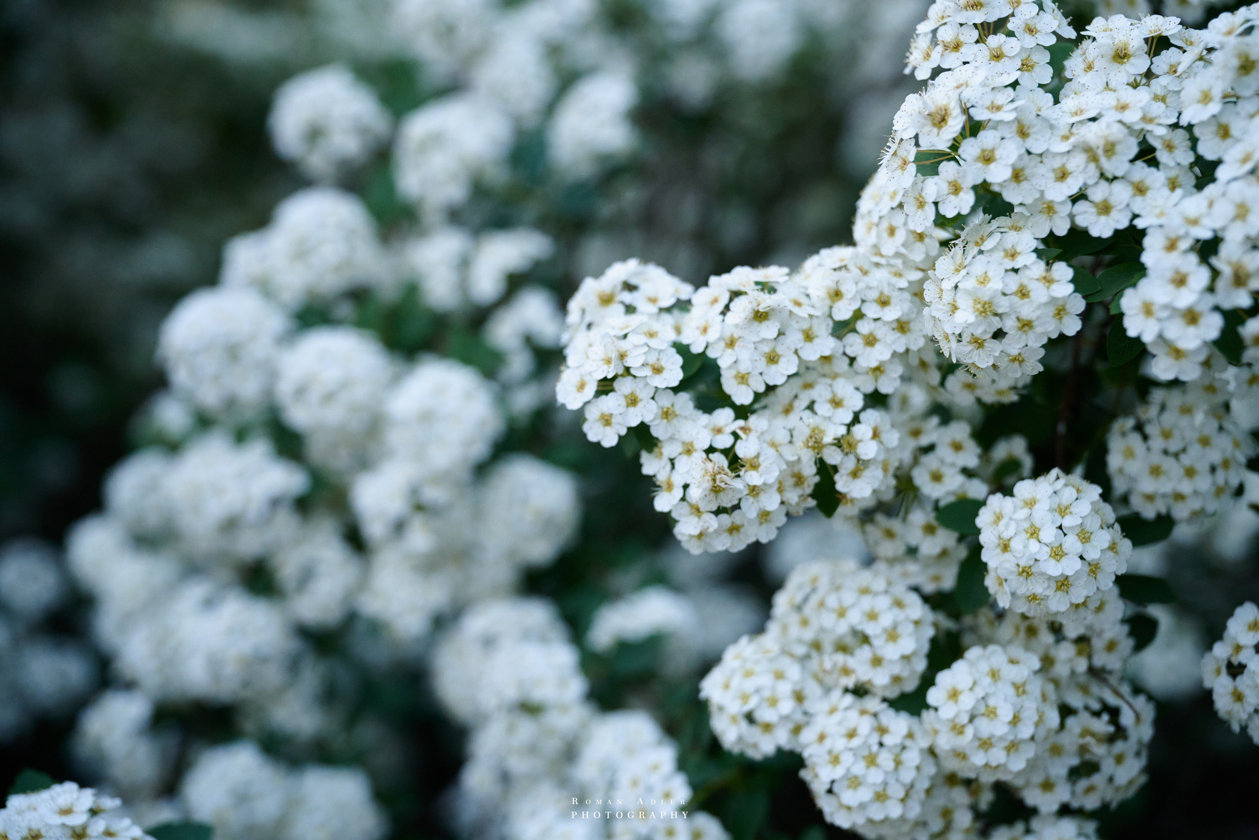 Воронеж. Май 2025. Фотограф Роман Адлер