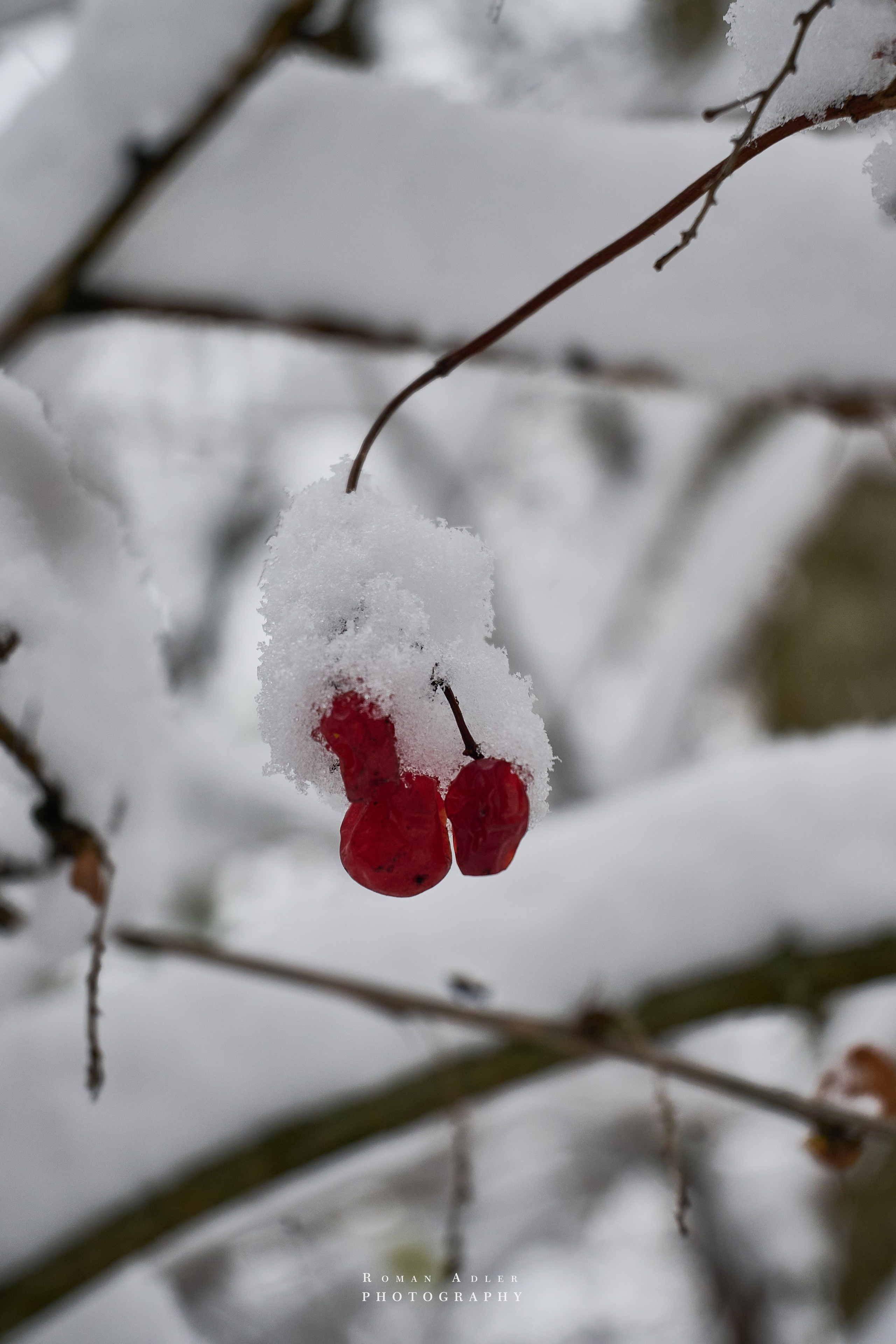 Рябина под снегом. Фотограф Роман Адлер