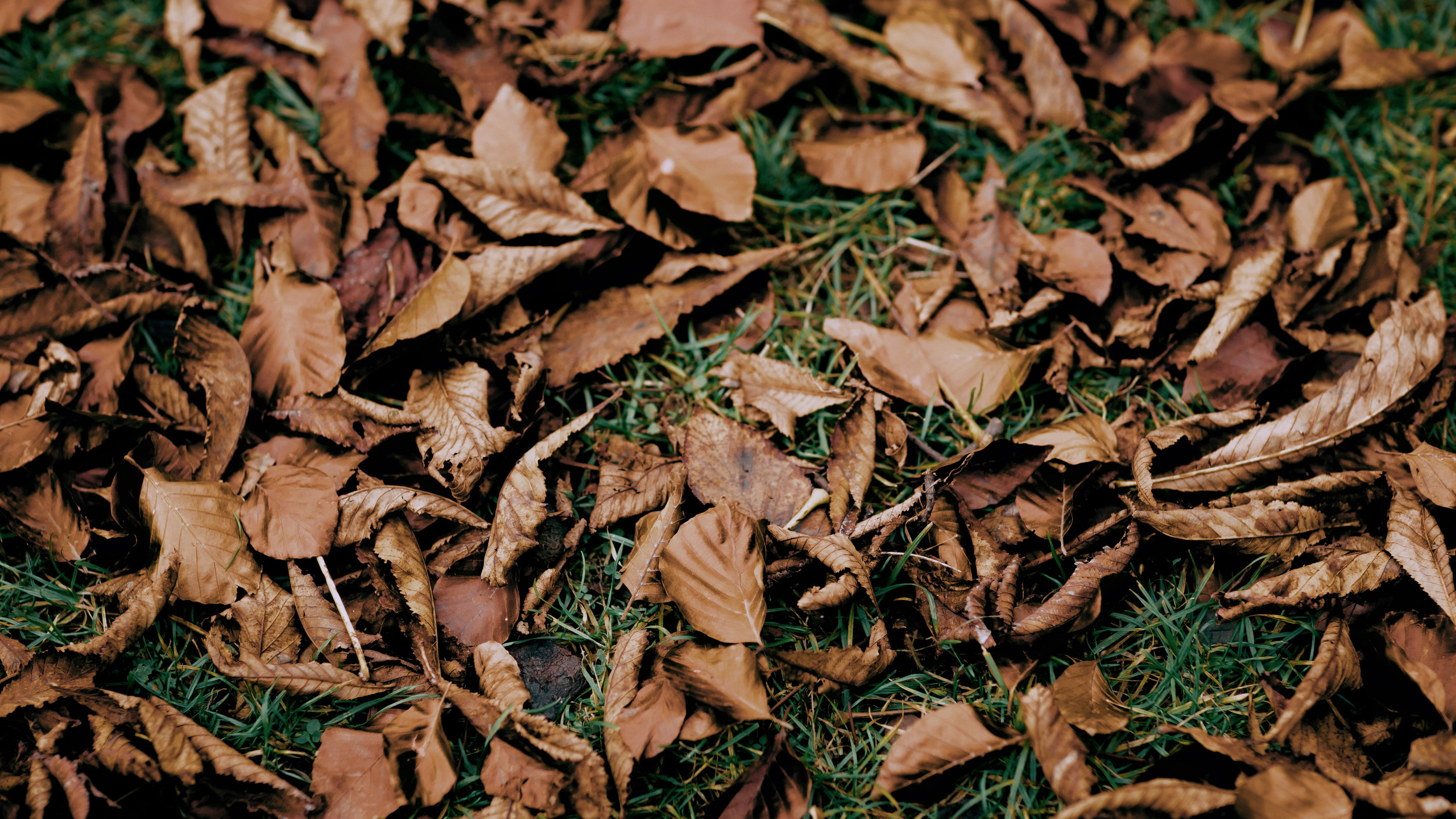 Hamdam. Photographer in Prague Alexander Pivovarov