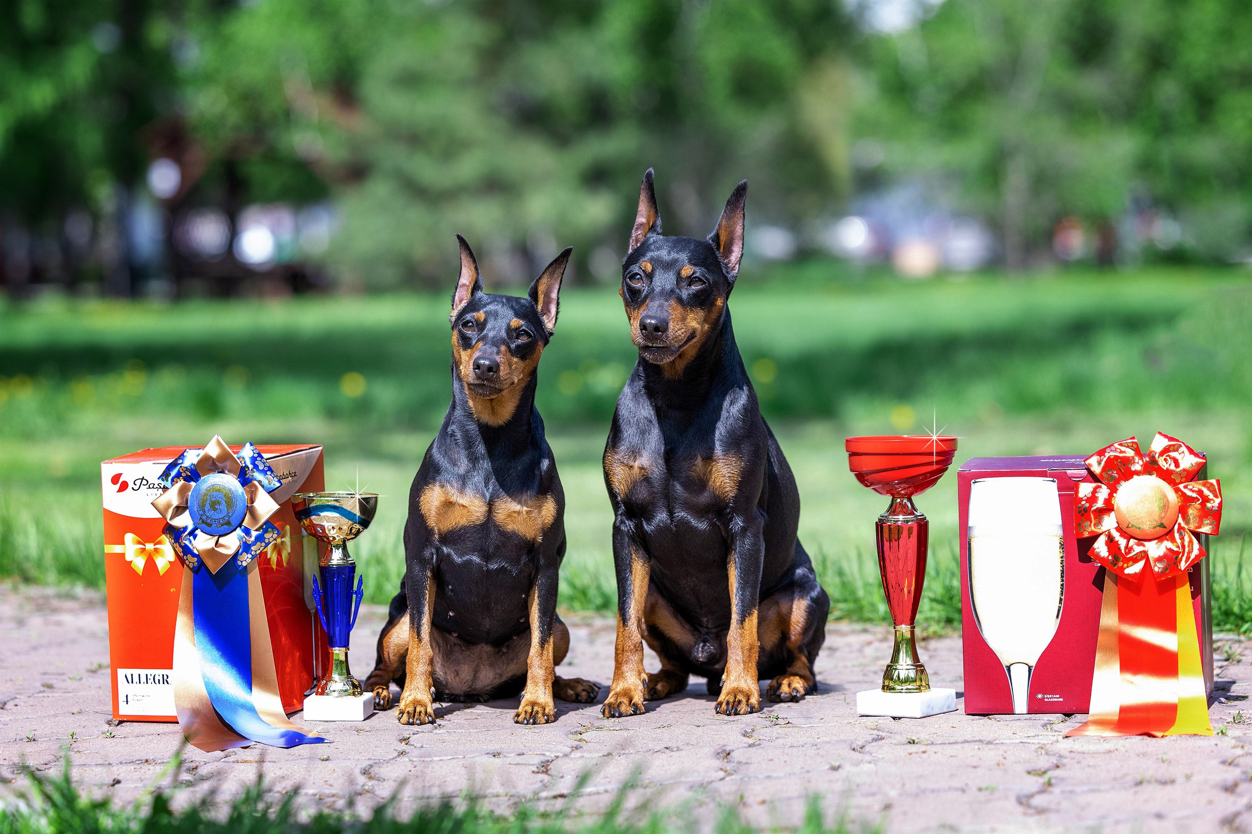 Заринговая съёмка на выставках собак. Фотограф-анималист в Омске Екатерина Маричева