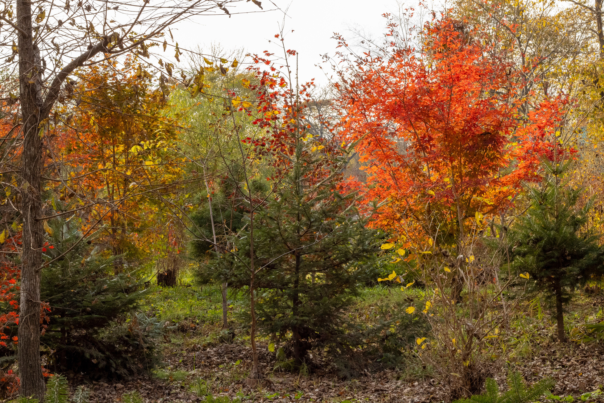 Пейзажи и Природа. Фотограф г. Владивосток