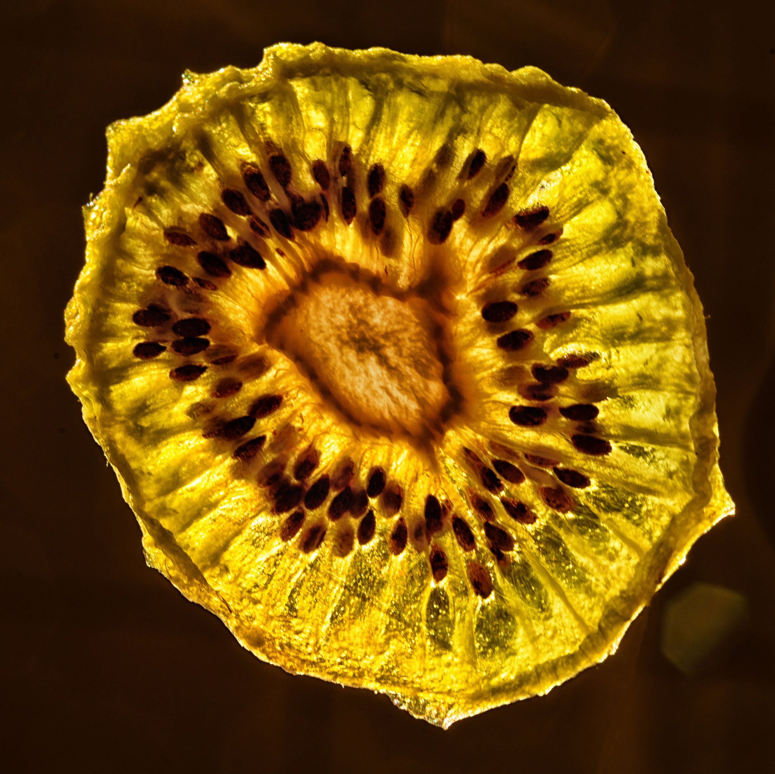 Сушеный ломтик киви