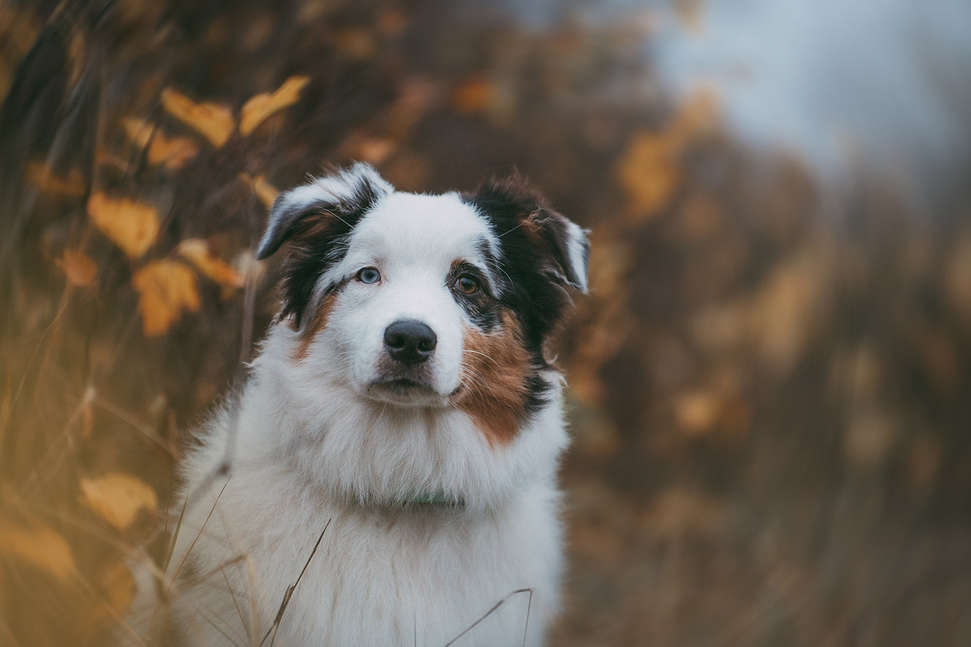 Лиза и Бублик. Фотограф анималист в Москве и Санкт-Петербурге Свиридова Анна