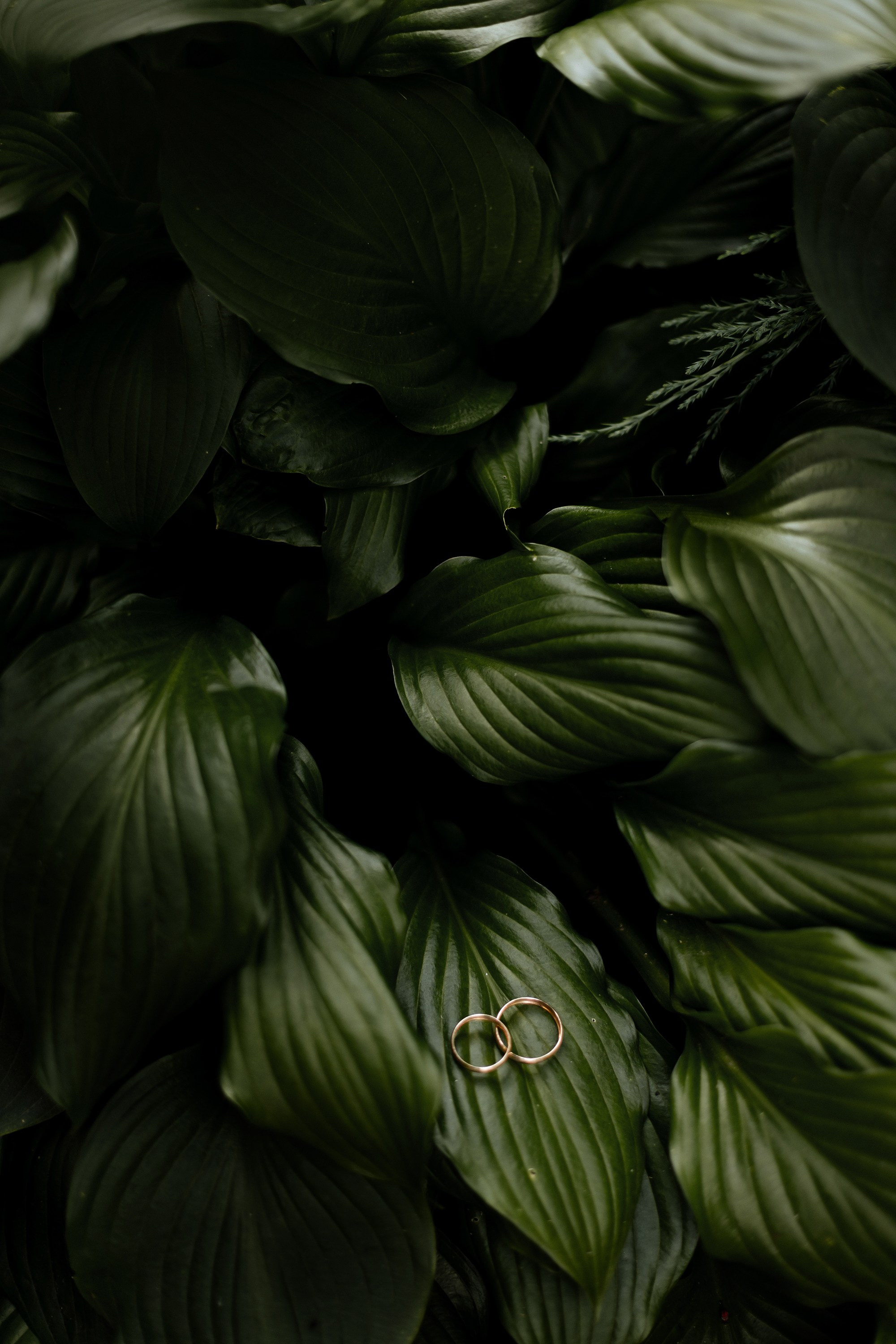 Адам и Наталья. Свадебный фотограф Анастасия Пелевина