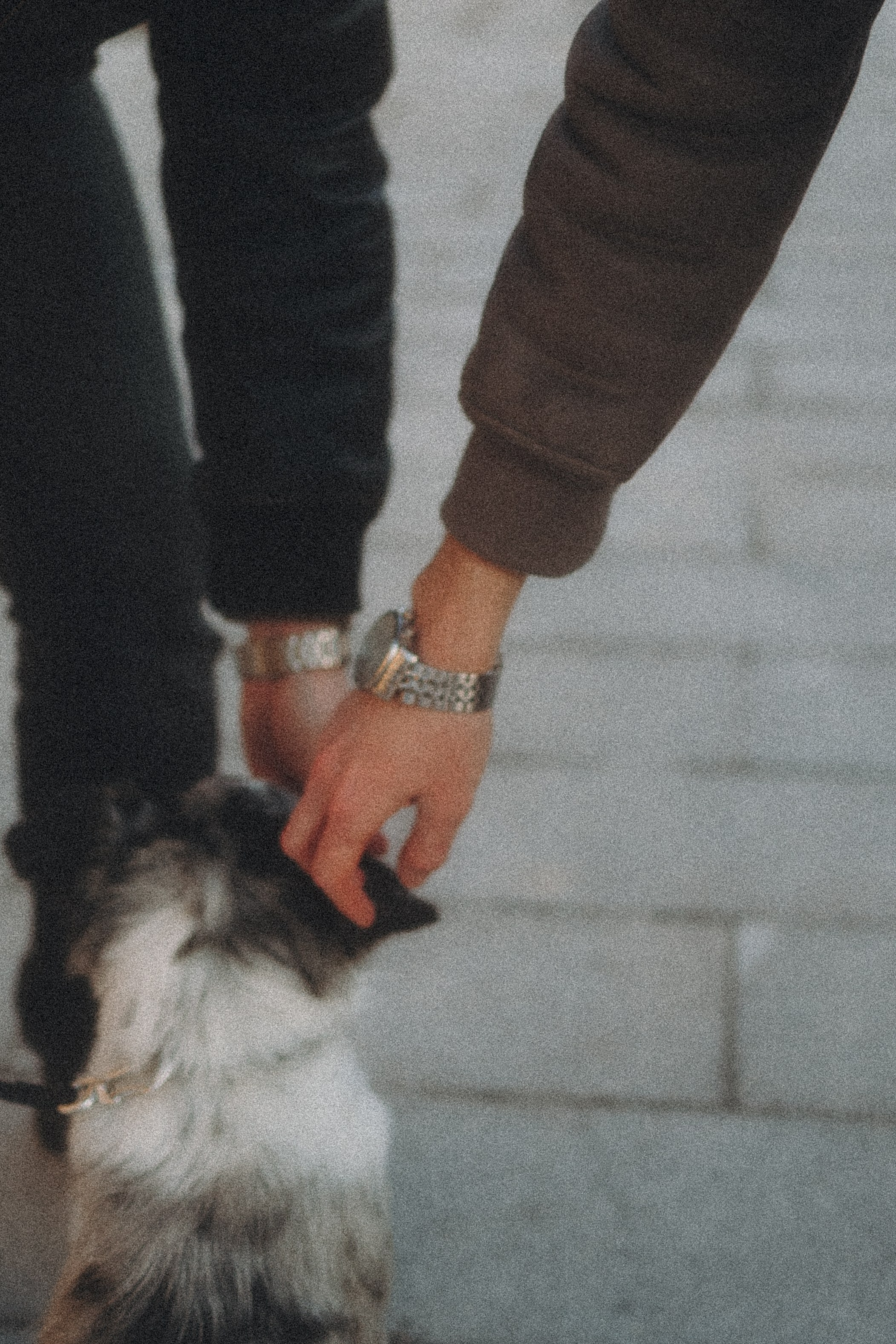 Балу и Илья. Фотограф анималист Анастасия Пикей