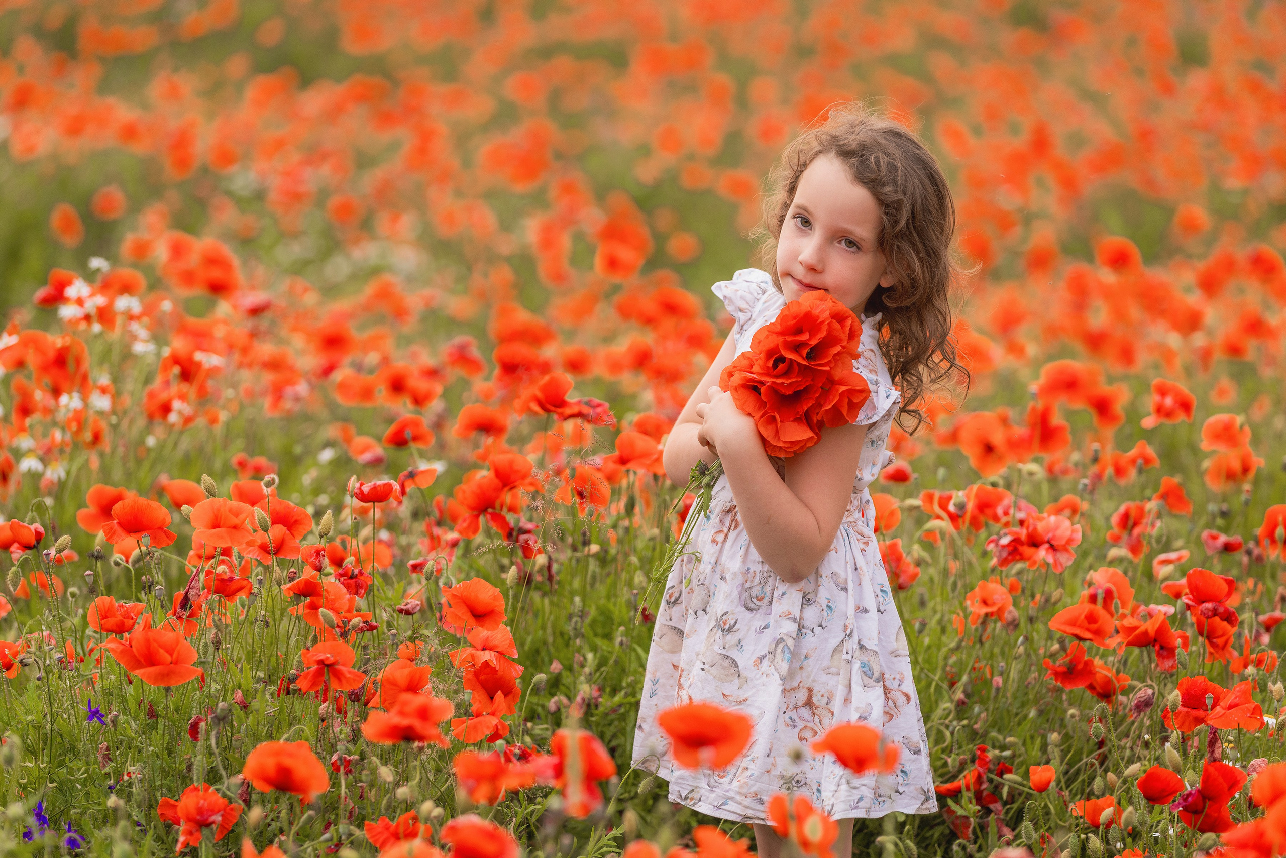 Маки 2024. Фотограф Алена Звездина