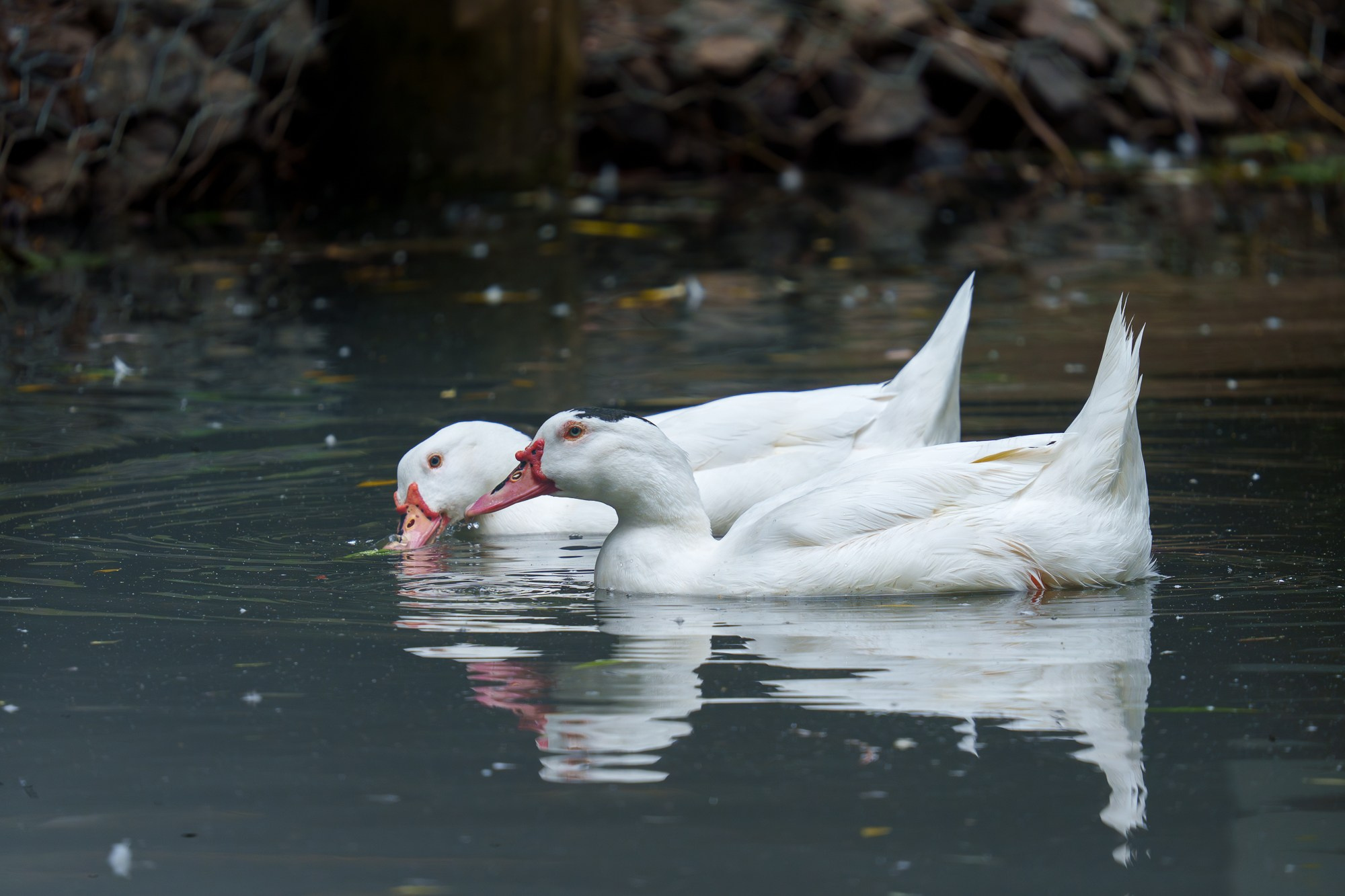 Удивительные мир птиц. Вокруг нас столько прекрасного — присмотритесь!. Ваш личный фотограф Марина Волкова