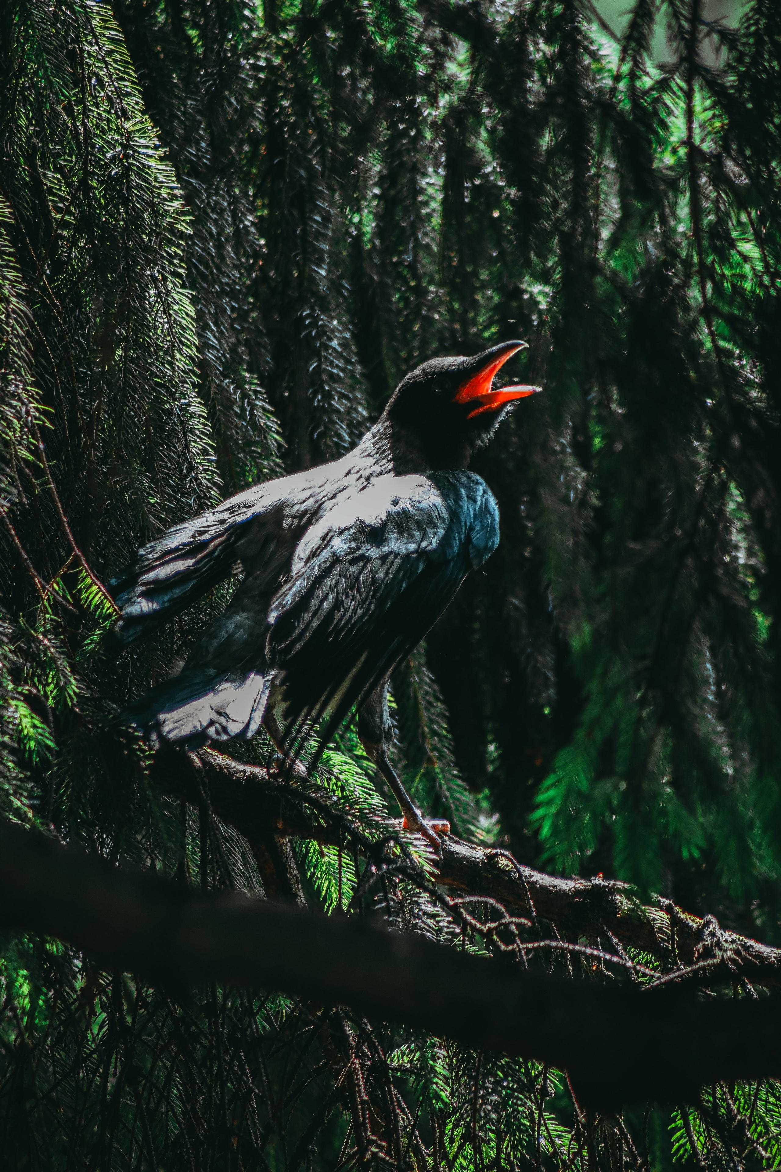 Р А З Н А Я — Ж И В Н О С Т Ь. — Digital Noise —