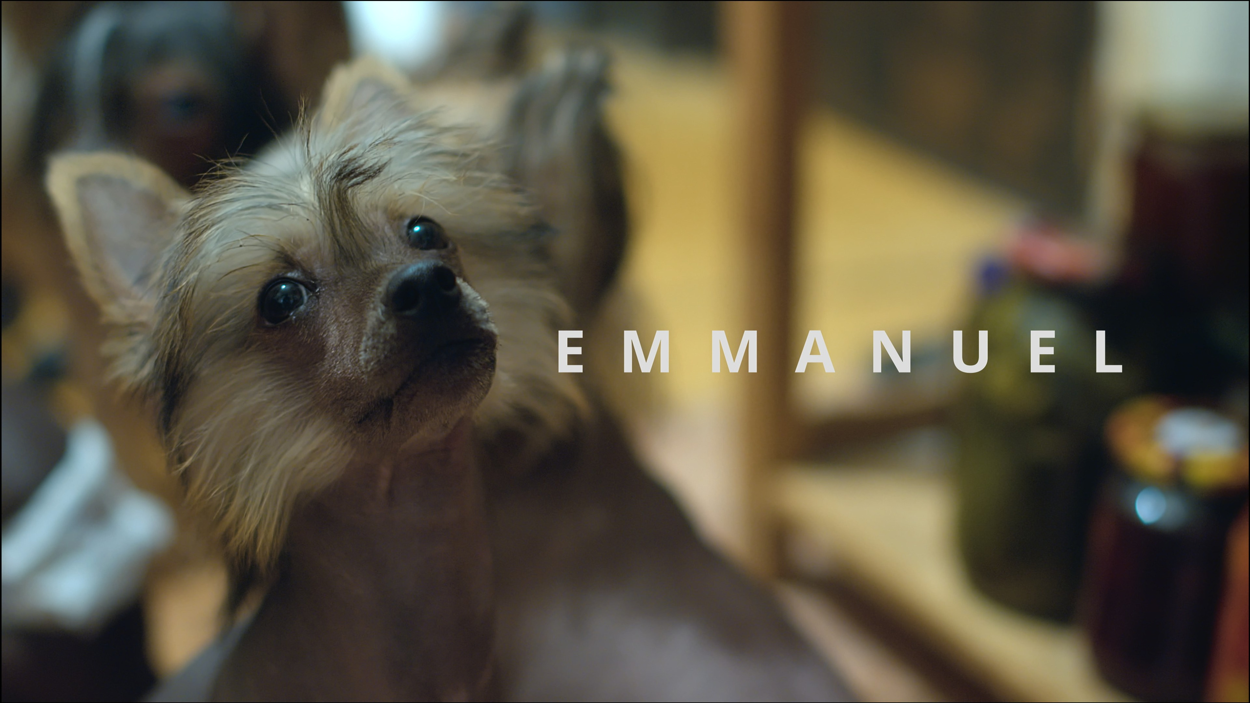 Друг человека. Фотограф в Москве