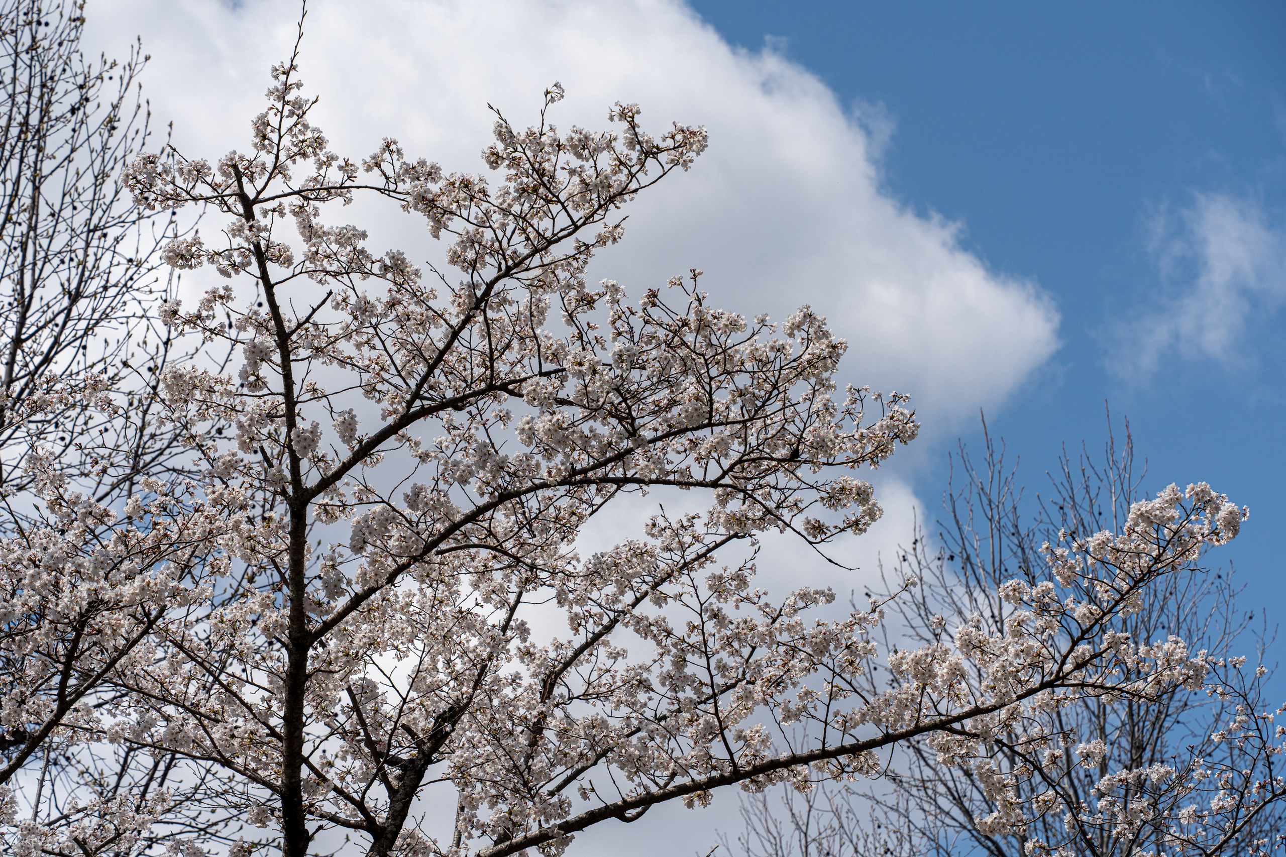 Япония, сакура. Творческие сьемки
