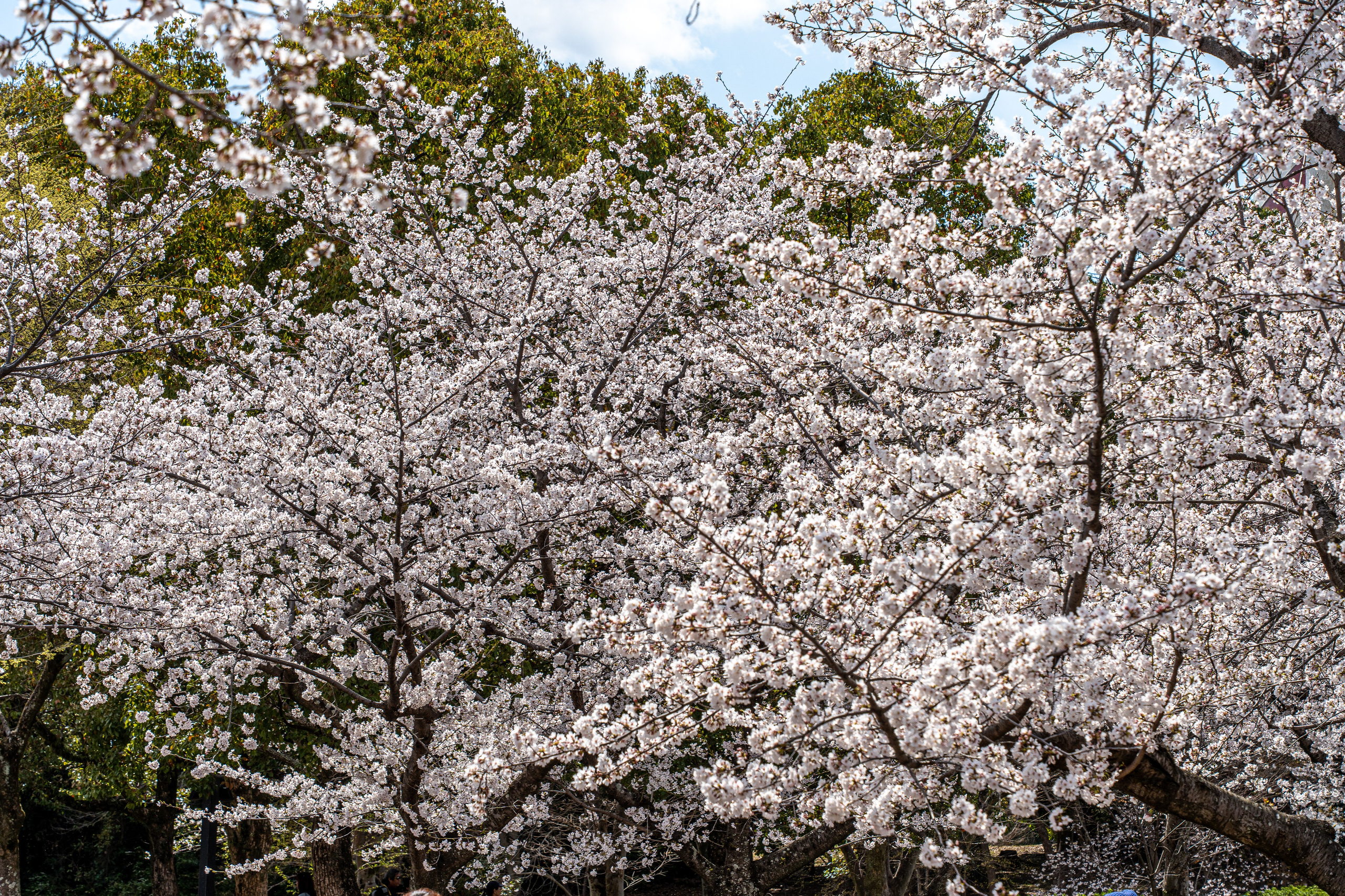Япония, сакура. Творческие сьемки