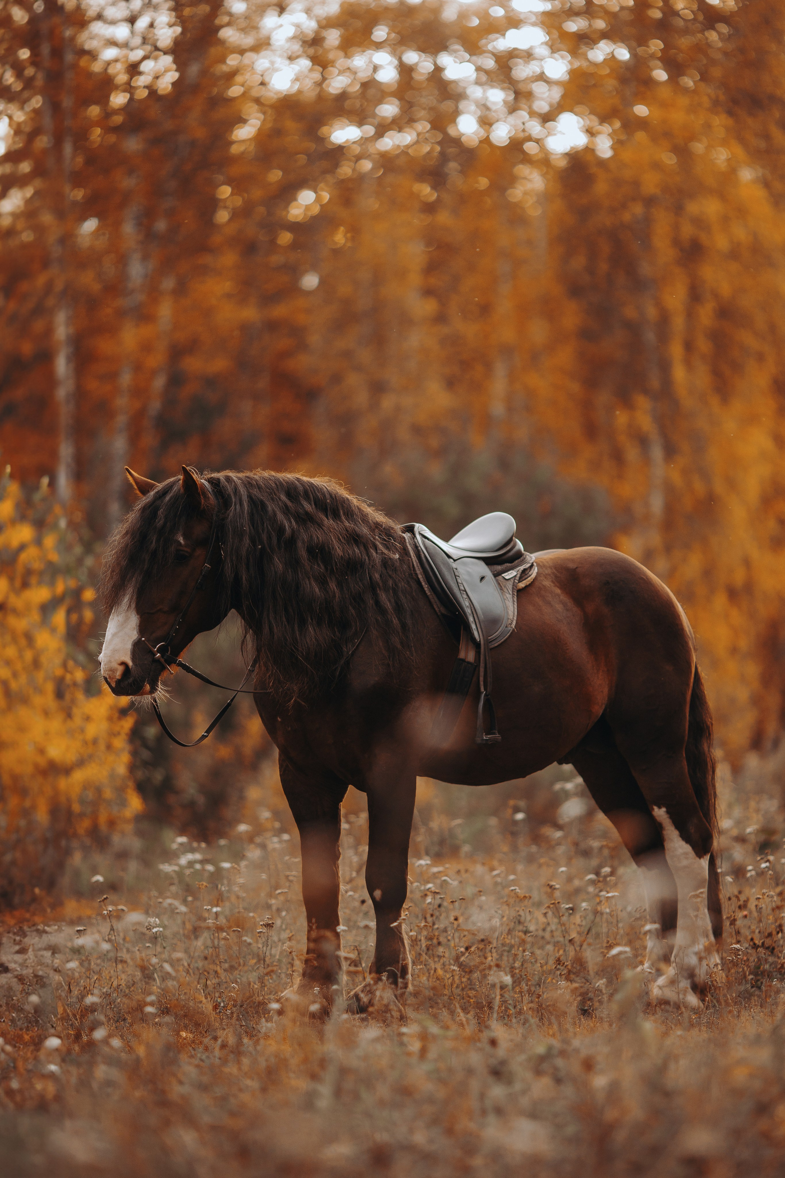 Съемка для лошадей. Анна Молчанова конный фотограф в Тюмени | фотосессии с лошадьми Тюмень