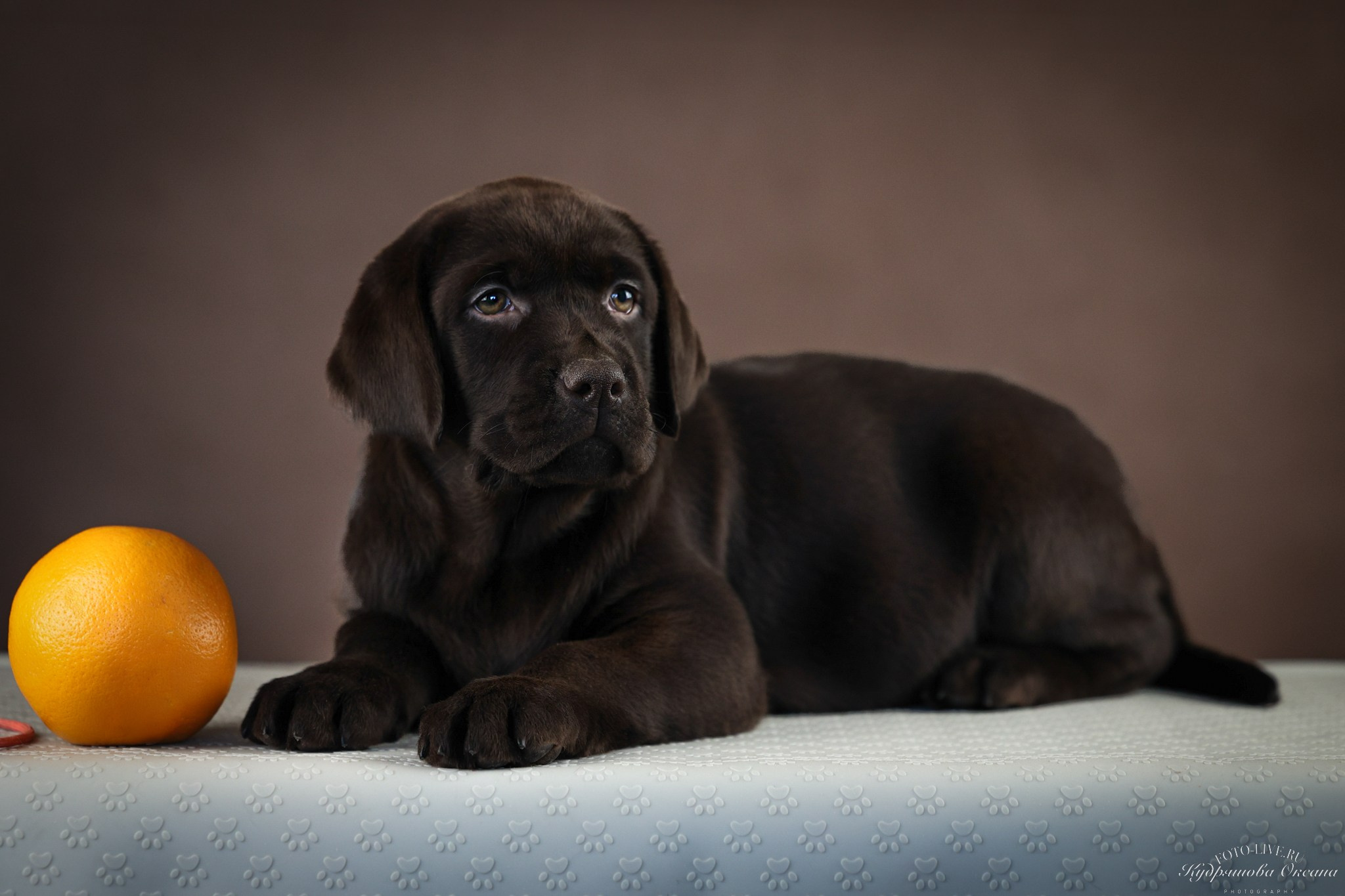 Лабрадоры. Фотограф 📸 анималист, предметный, репортажный
