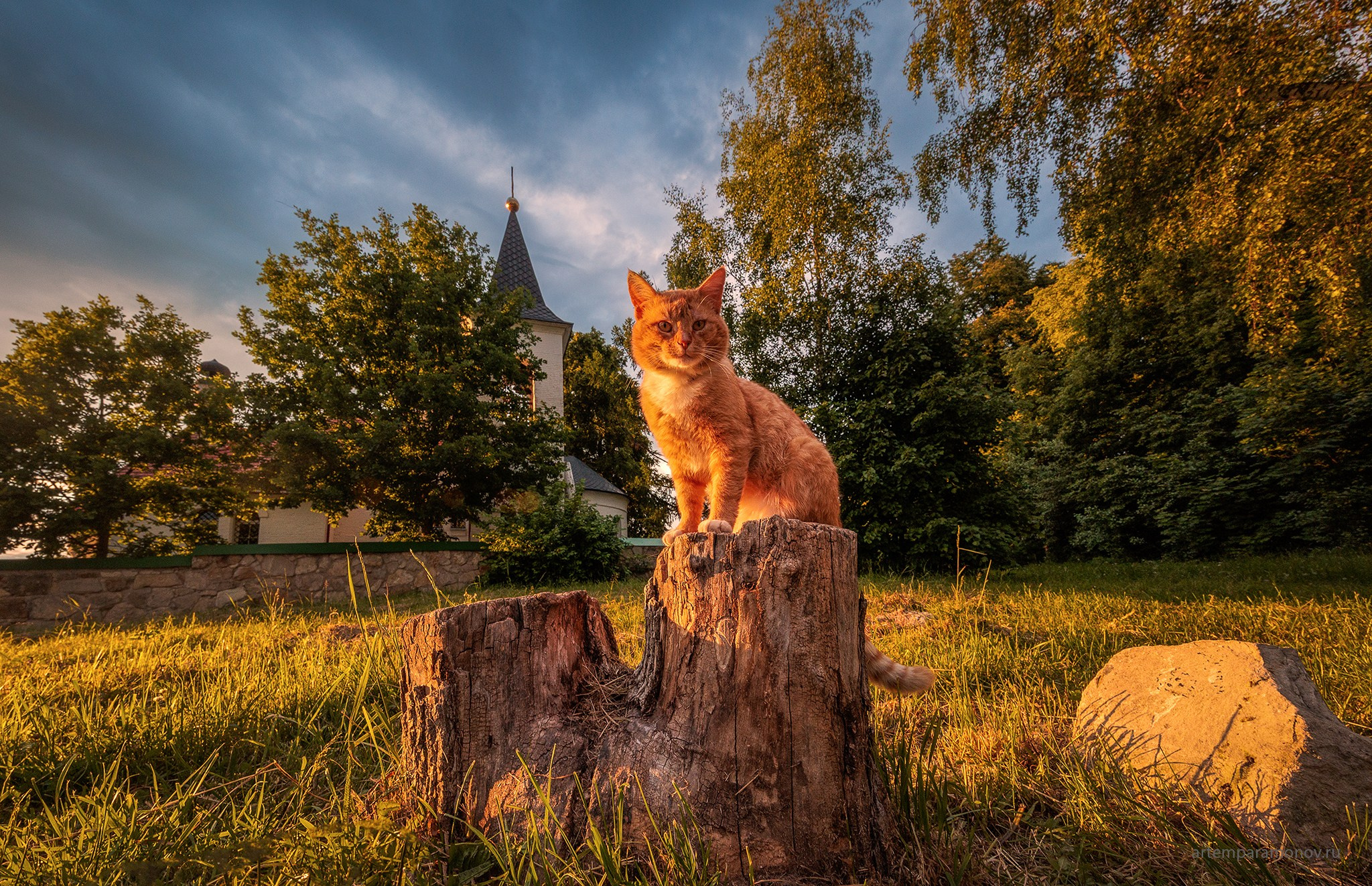 Как кот со мной закат встречал. Фотограф Артём Парамонов