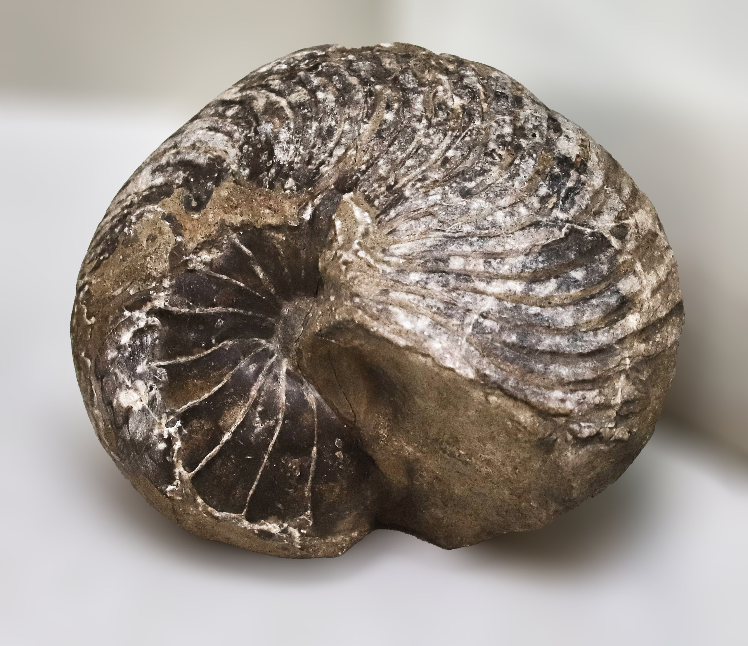 Каменная летопись. Фотограф Юлия Маринина