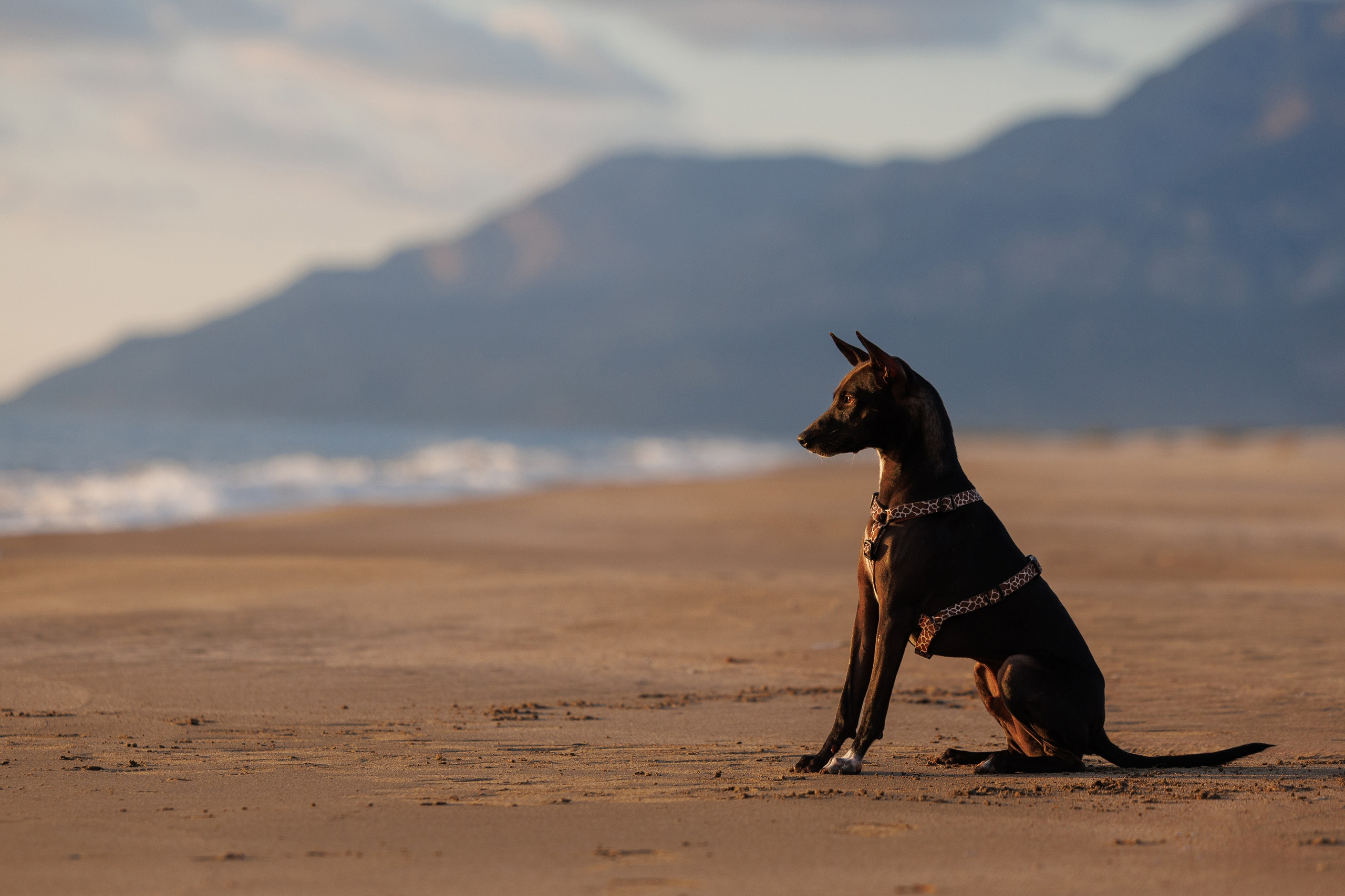 Финик. Фотограф анималист в Казани Алина Сулейманова. Фотограф животных