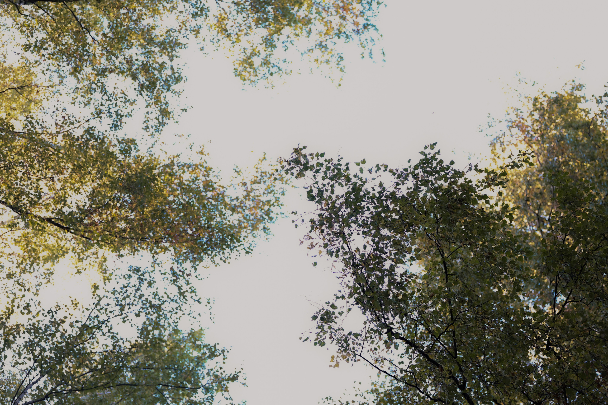 Катя Дима и Анисия. Фотограф НатаФото (Наталья Яковенко) Дмитров Москва Питер