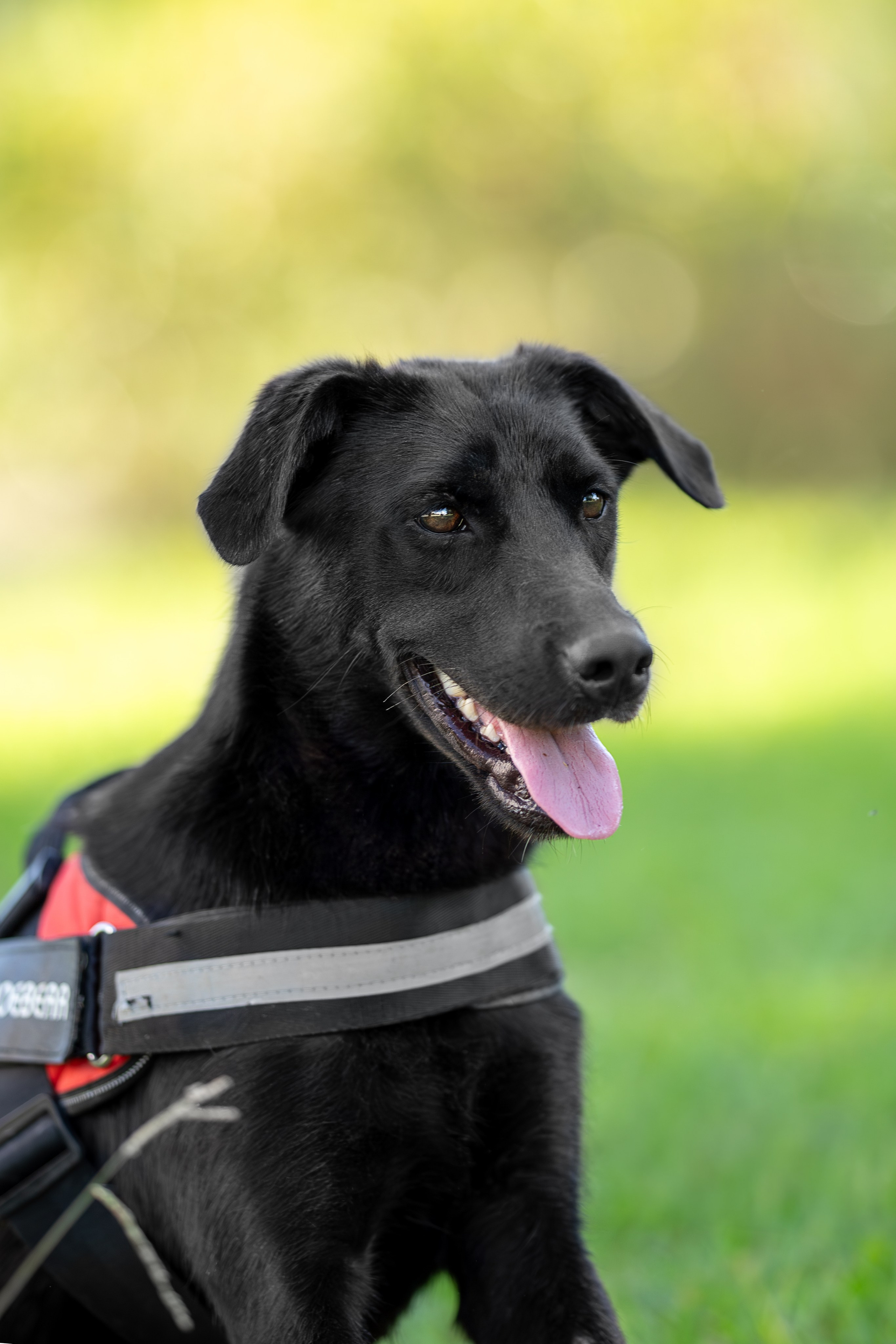 Кураторские питомцы Сириус. Ирина Голомб|Фотограф-анималист в  Сочи и Калининграде