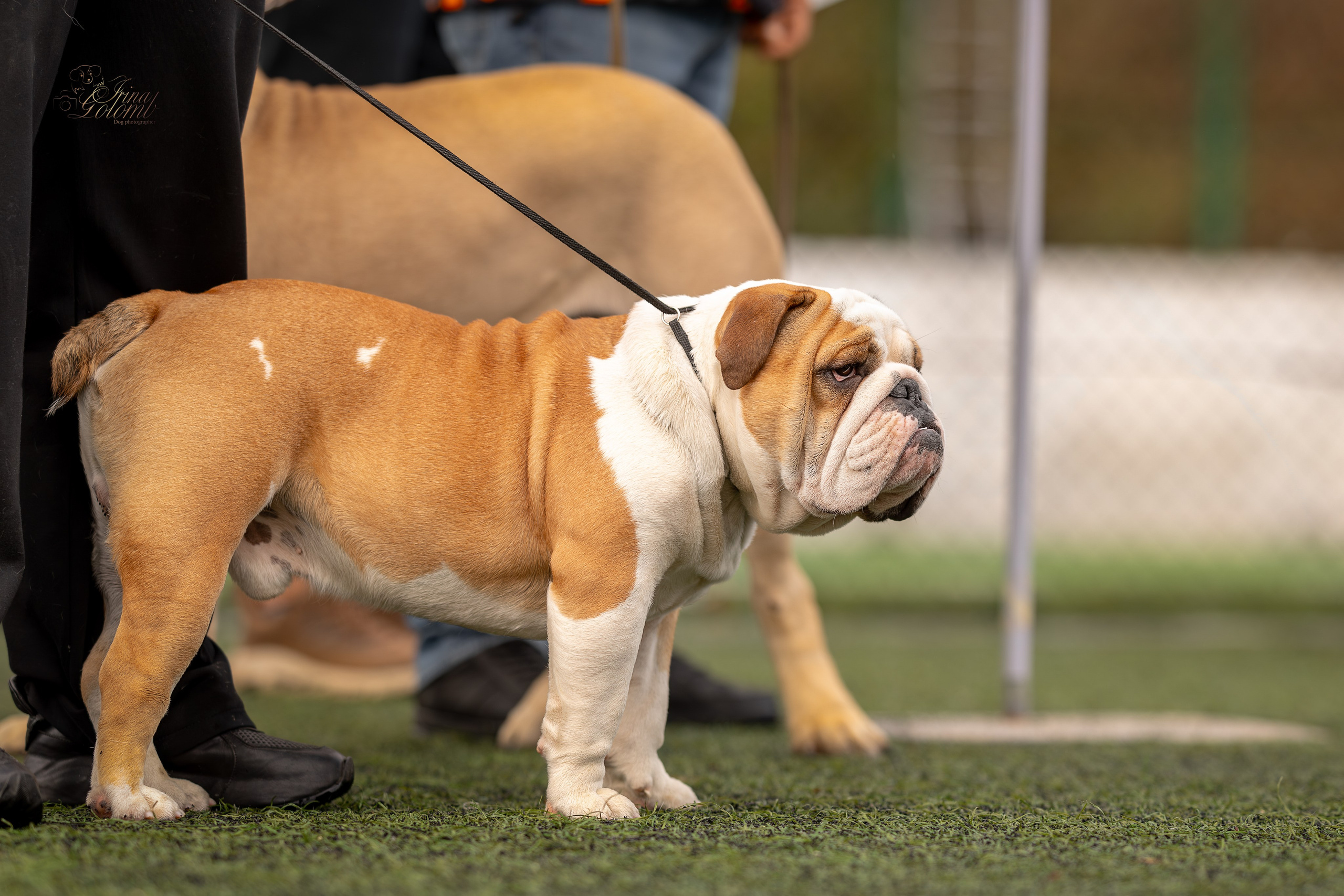 Выставка 17.12.23. Ирина Голомб|Фотограф-анималист в  Сочи и Калининграде