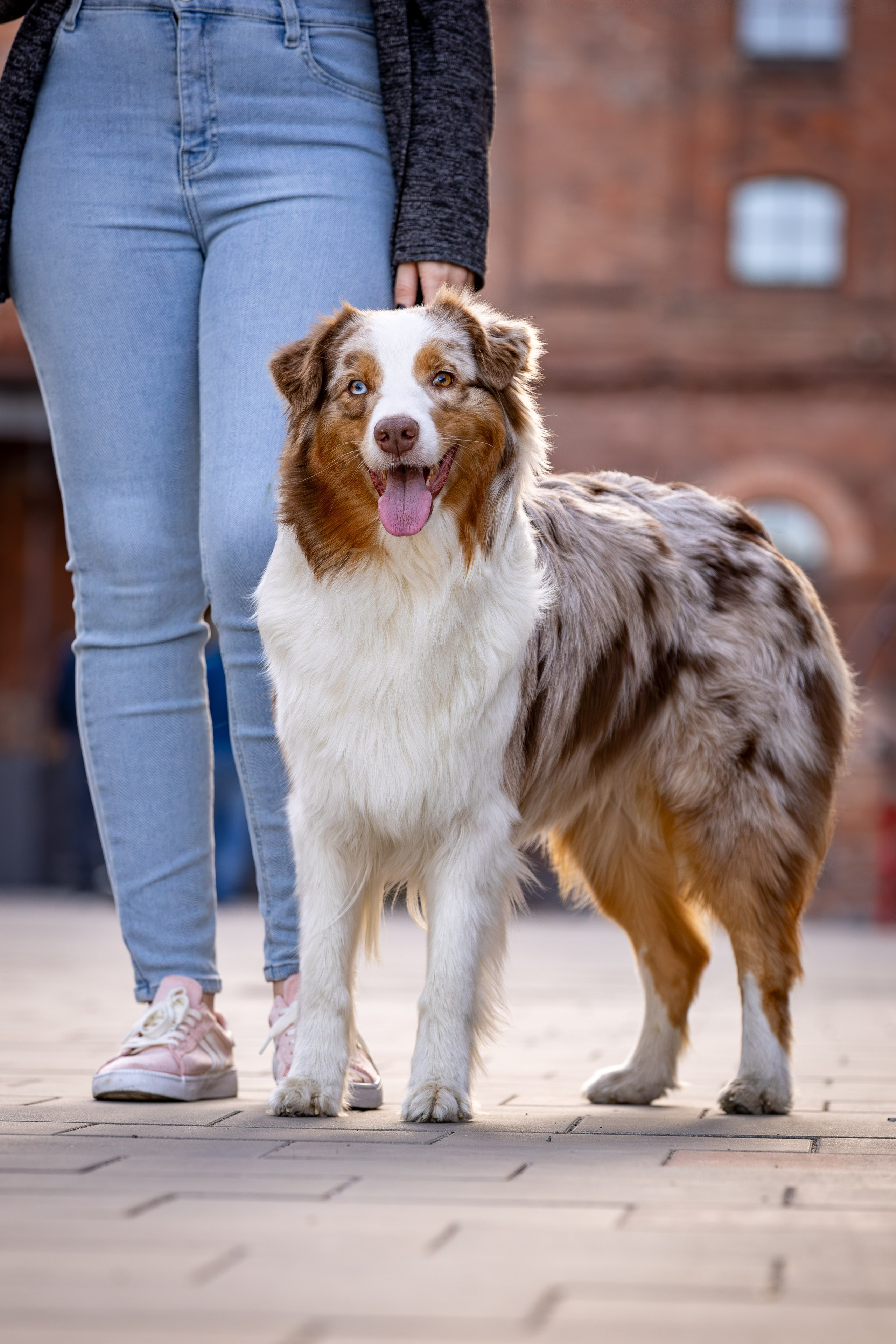 Полли, Австралийская Овчарка. Ирина Голомб|Фотограф-анималист в  Сочи и Калининграде