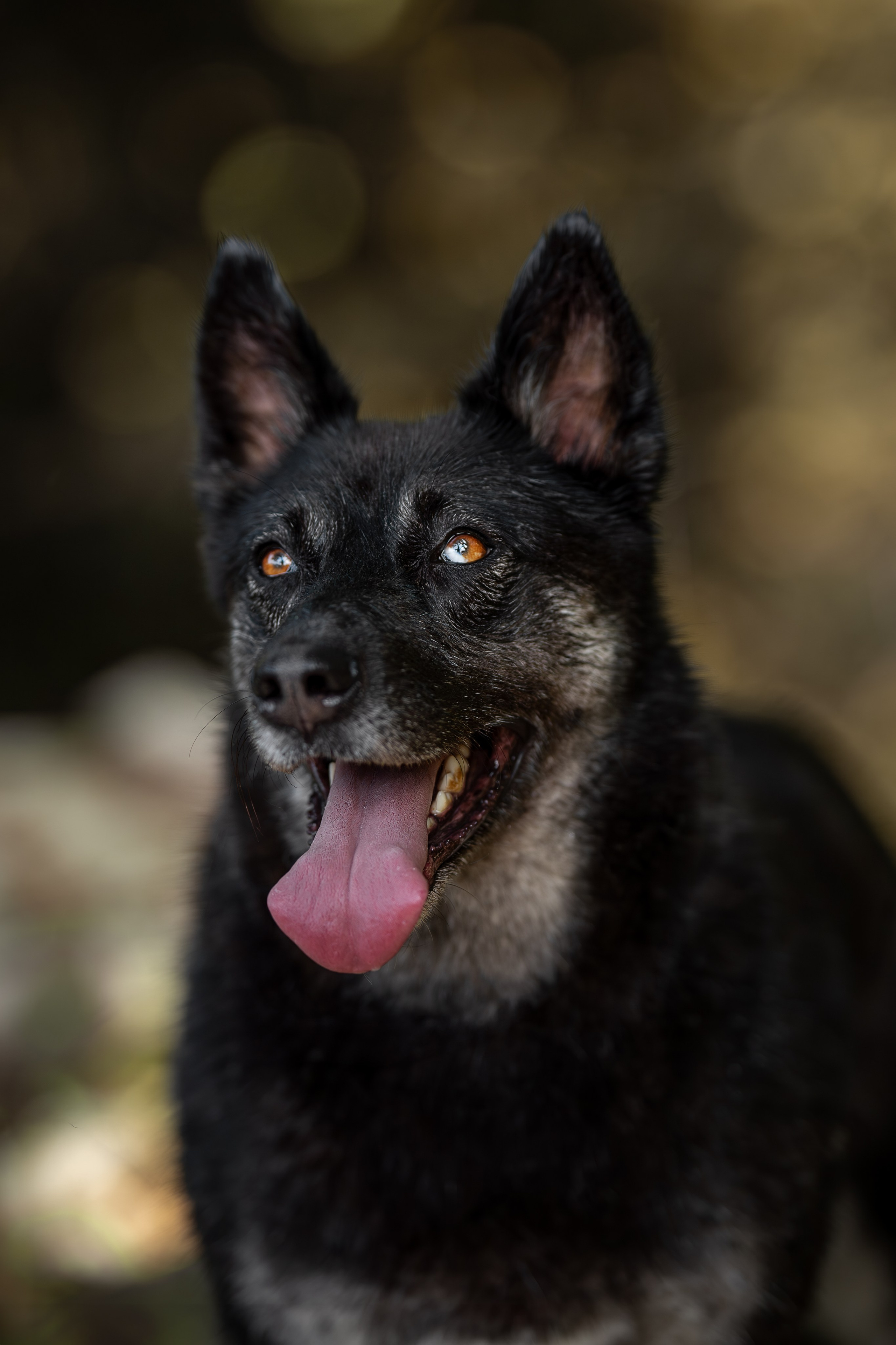 Мини-приют «Возрождение». Ирина Голомб|Фотограф-анималист в  Сочи и Калининграде