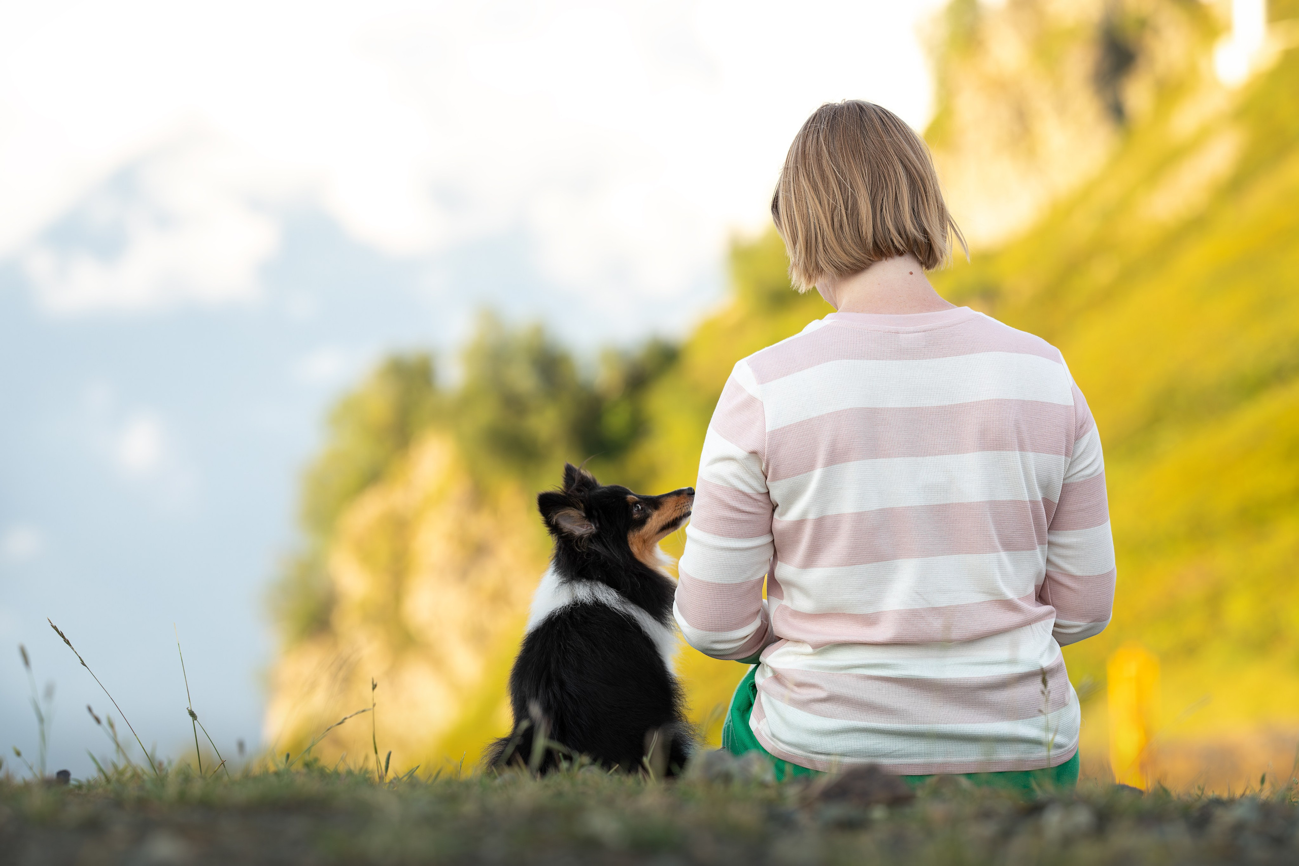 Мята, Шелти. Ирина Голомб|Фотограф-анималист в  Сочи и Калининграде