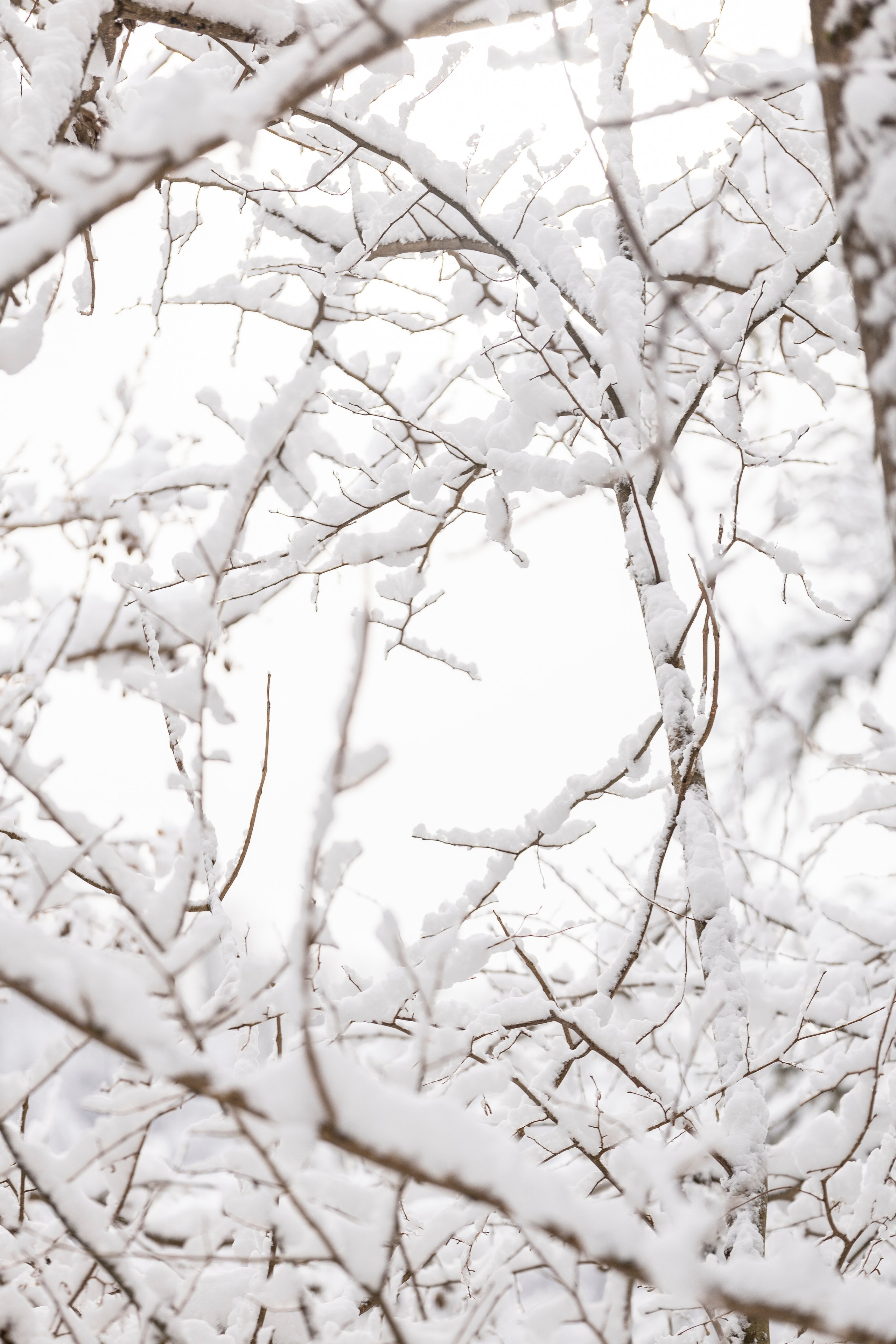 Догтуса Тропа Ефремова. Ирина Голомб|Фотограф-анималист в  Сочи и Калининграде