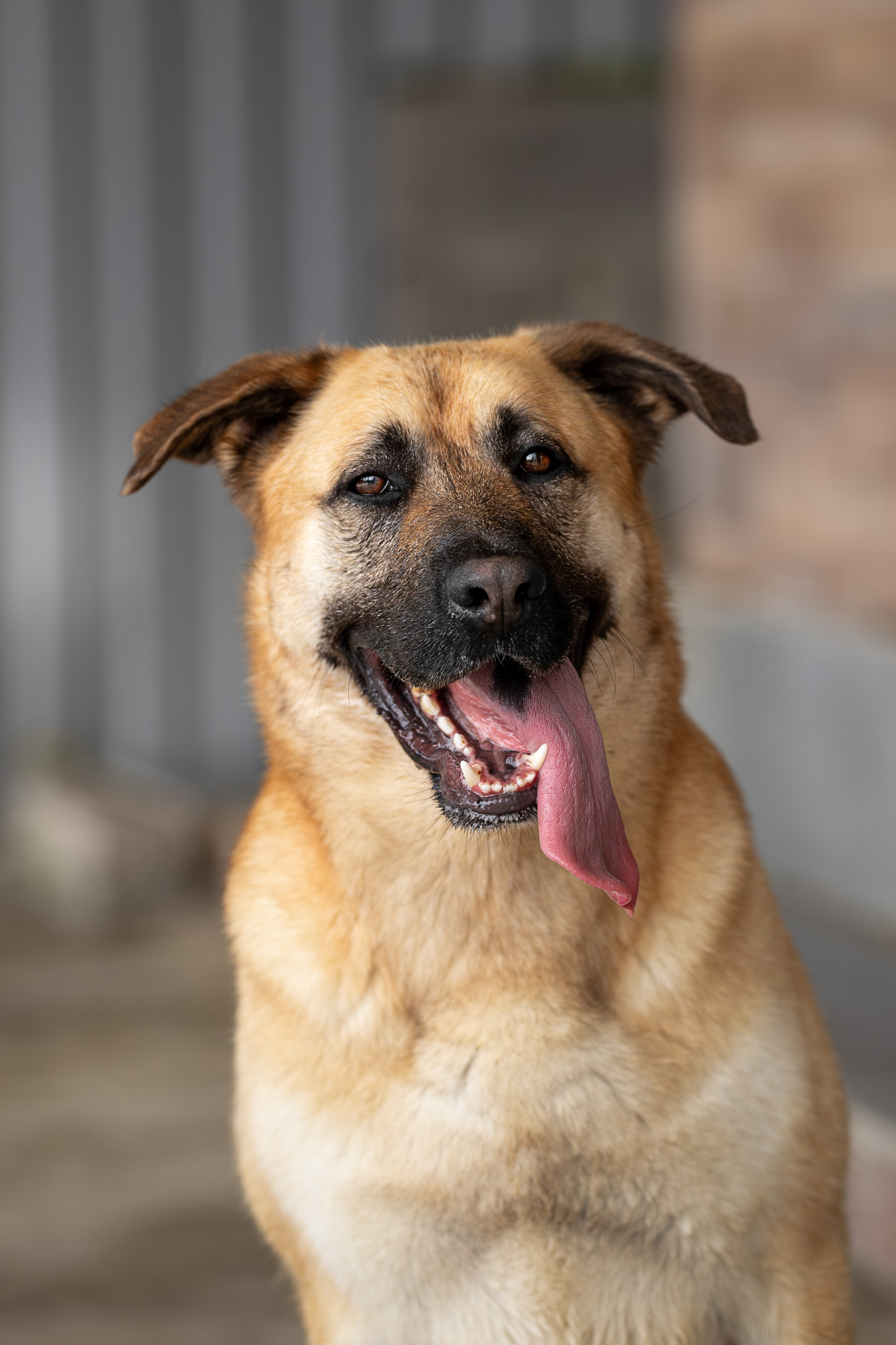 Мини-приют «Возрождение». Ирина Голомб|Фотограф-анималист в  Сочи и Калининграде