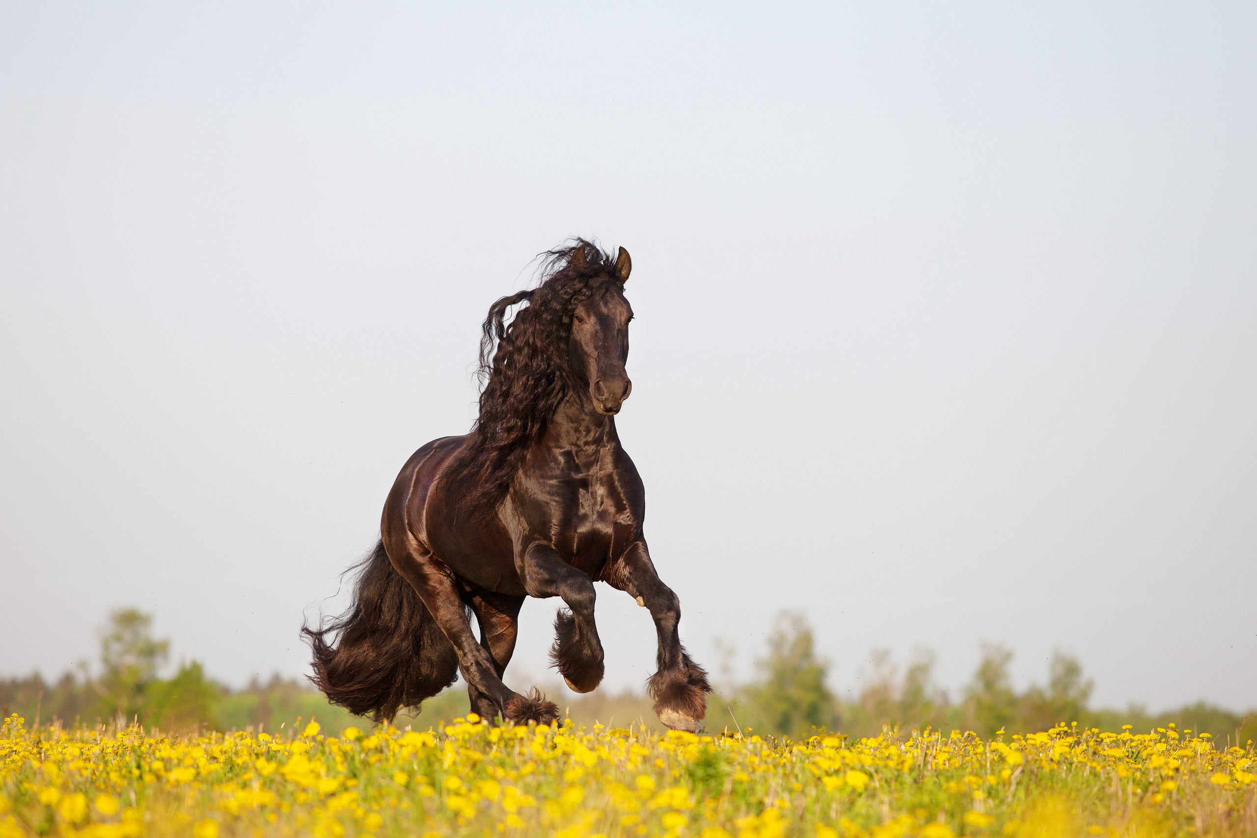 Лошади. Фотограф-анималист Юлия Удовенко