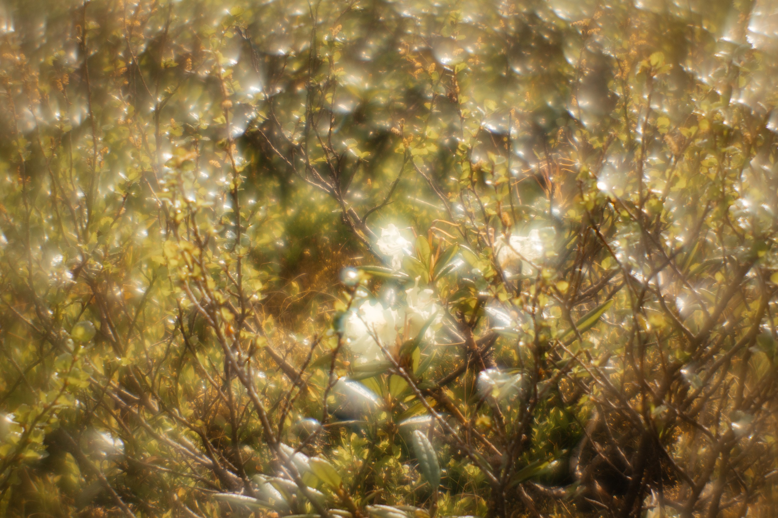 Ловец снов. Фотограф в Красноярске Оксана Корчагина