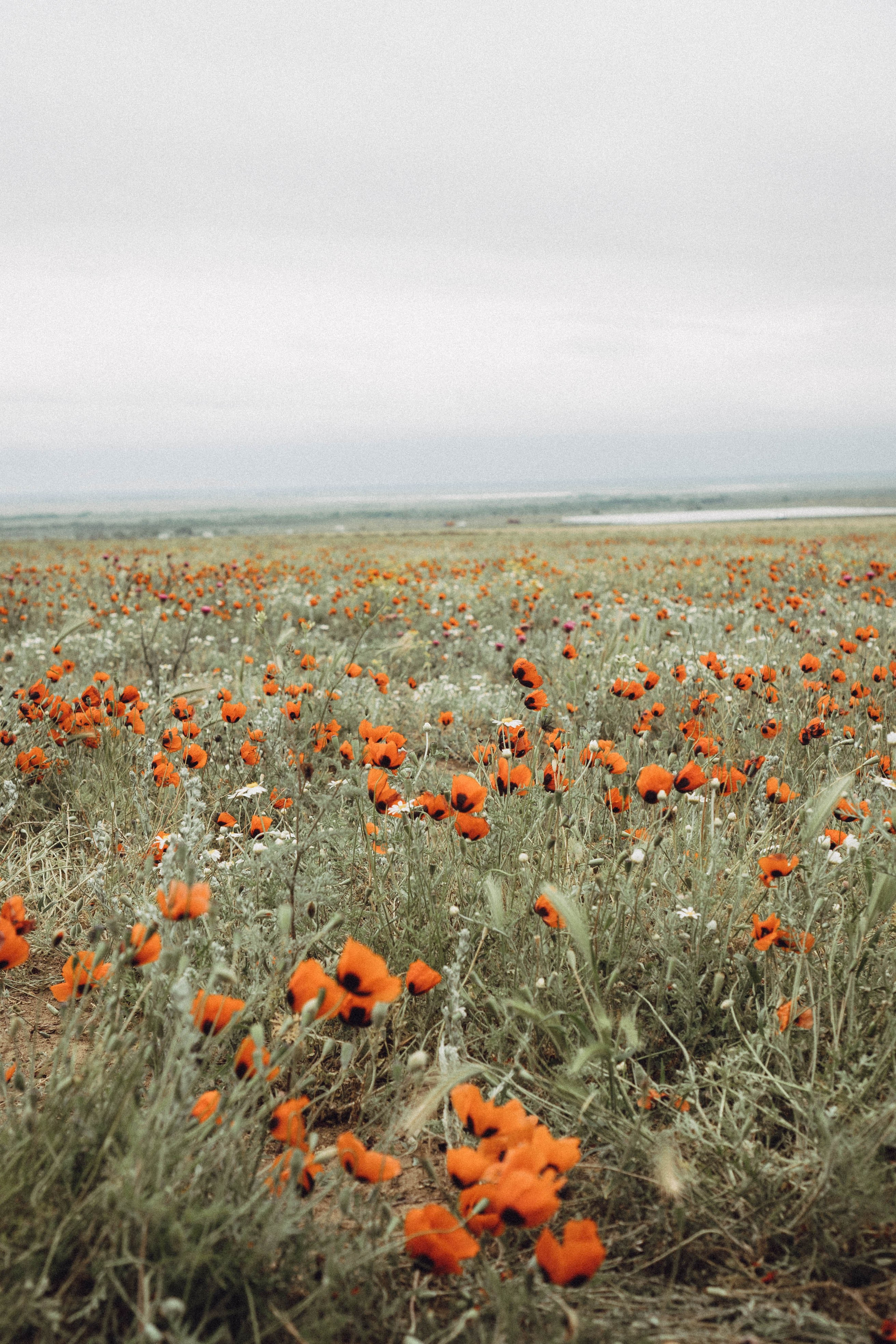 Кавказ. Профессиональный фотограф, Санкт-Петербург — Виктория Богомолова