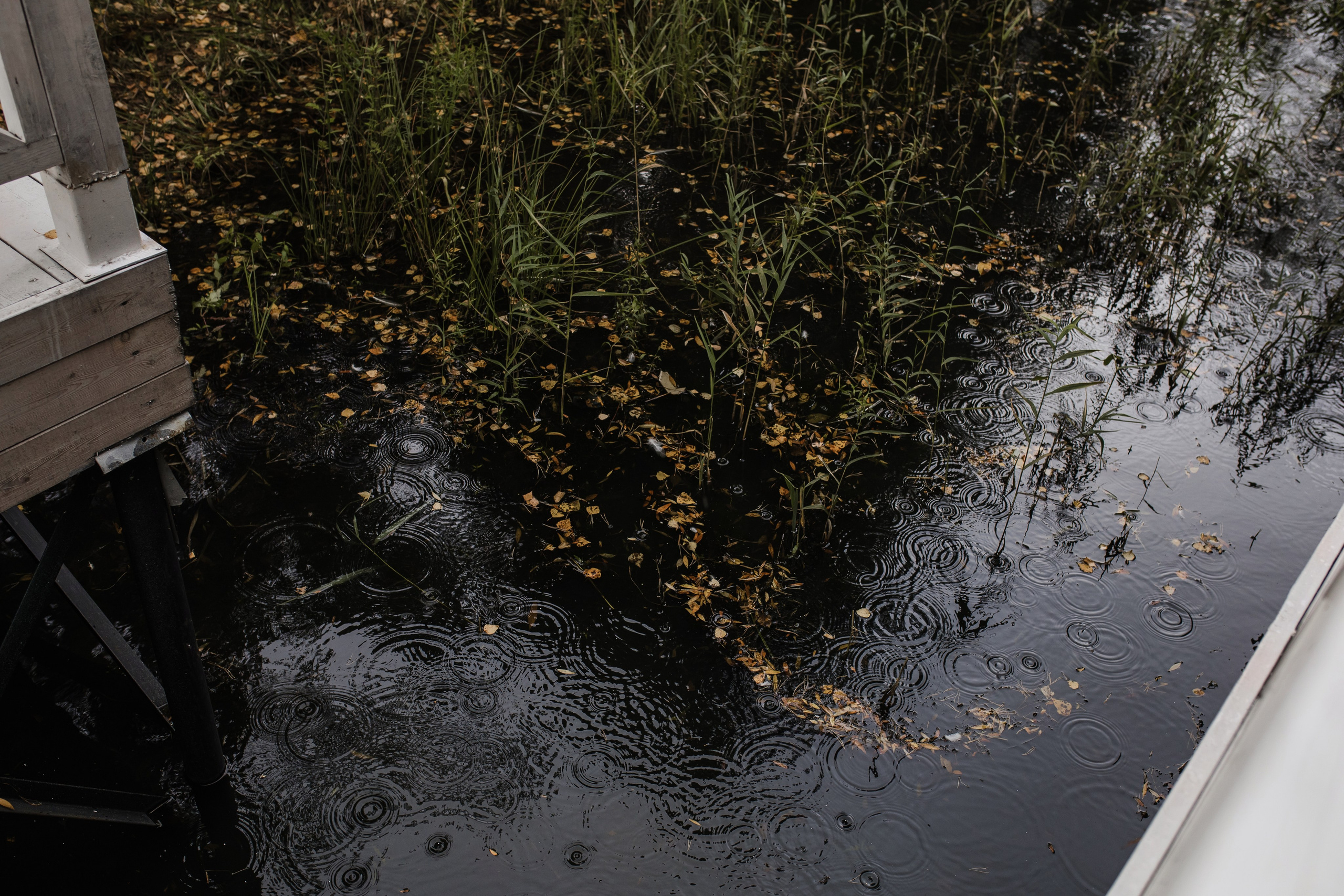Евгений & Наталья. Свадебный фотограф в Новосибирске Анжелика Шамсутдинова