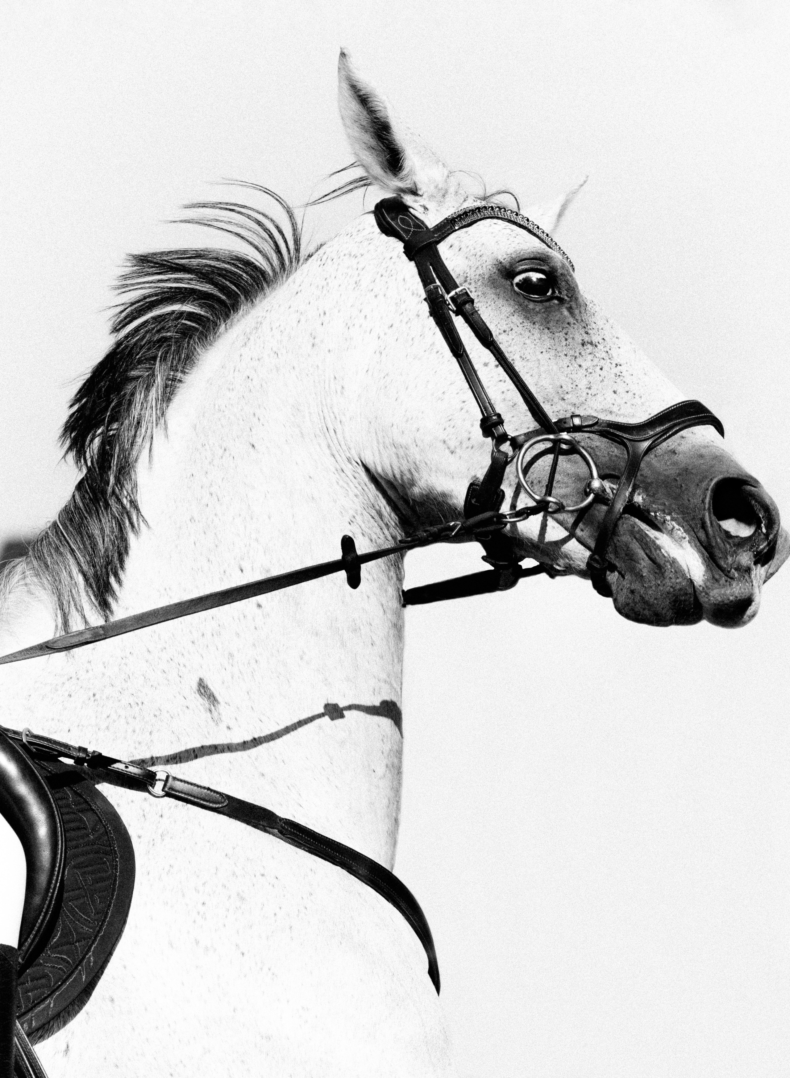 Съёмка лошадей/чб. Конный фотограф в Калининграде Елена Курбатова