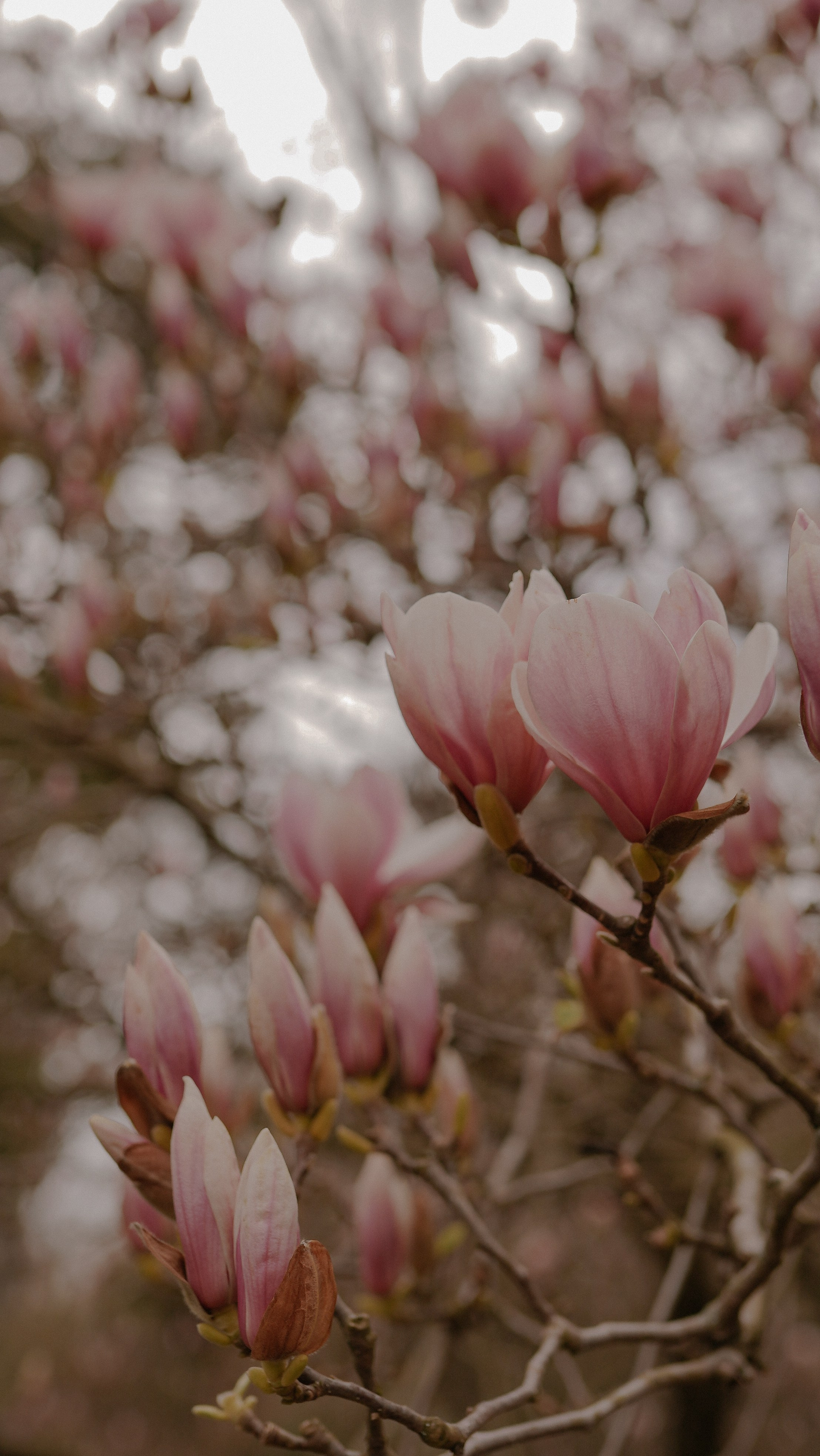 Дендрологический парк «Южные культуры». Милана Довгаль - семейный фотограф и видеограф  в Адлере и Сочи
