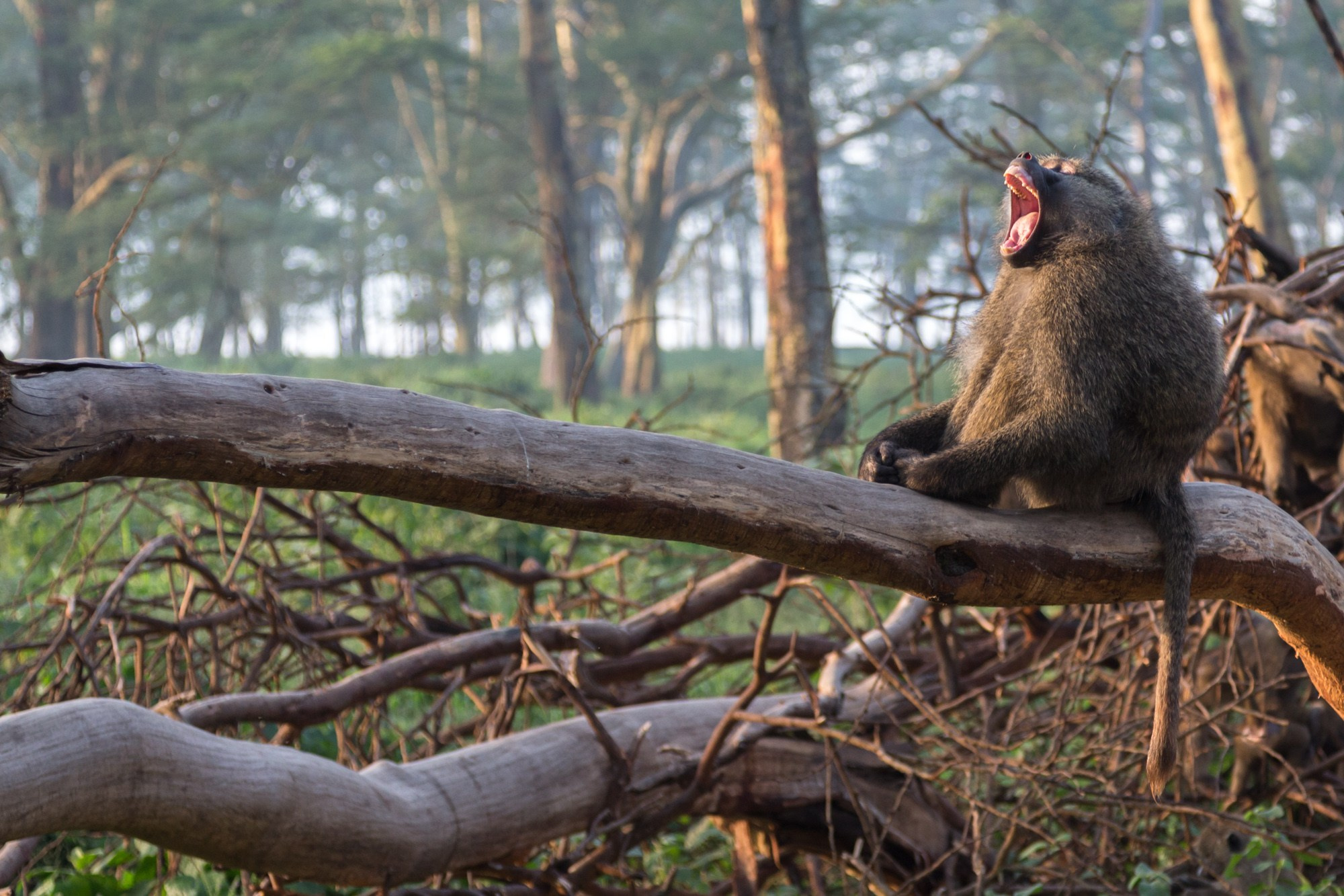 Африка. Кения. Фотосъёмка животных в африканской саванне. Фотограф Алексей Скоробогатько