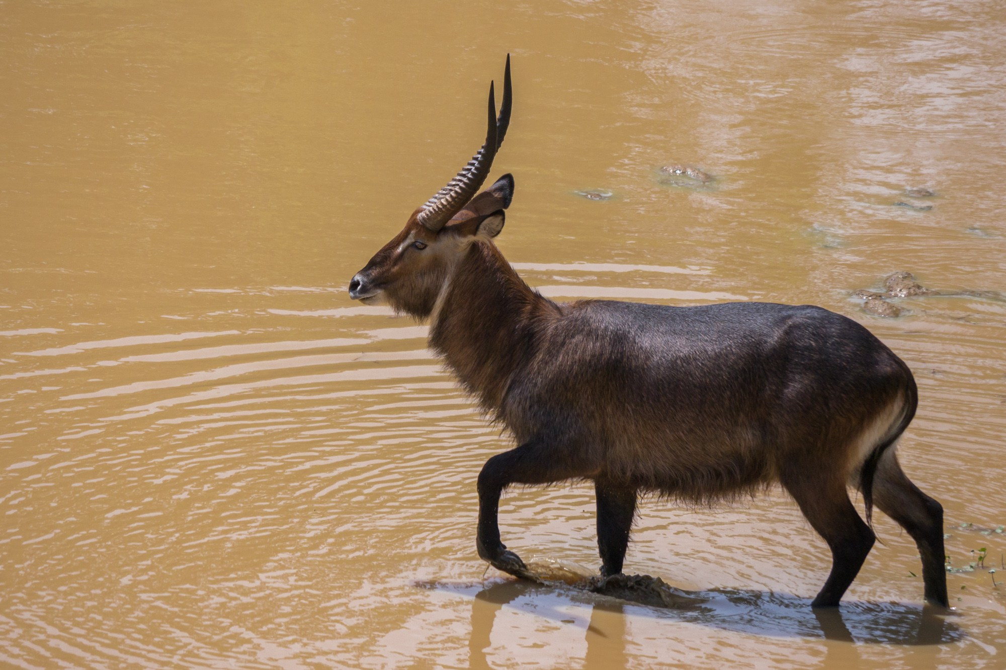 Африка. Кения. Фотосъёмка животных в африканской саванне. Фотограф Алексей Скоробогатько