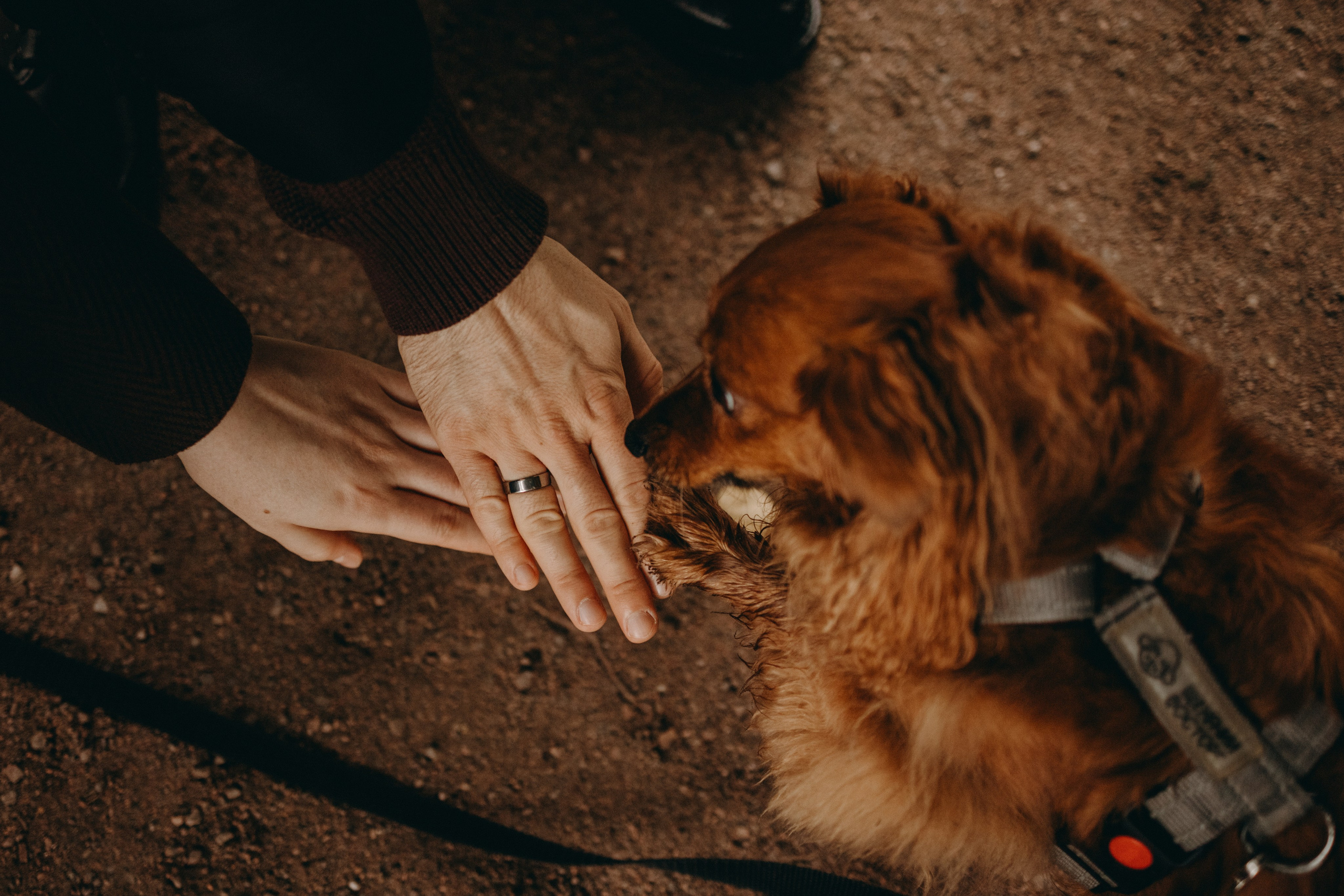 Жу и ее семья. Фотограф — Анималист | Санкт-Петербург