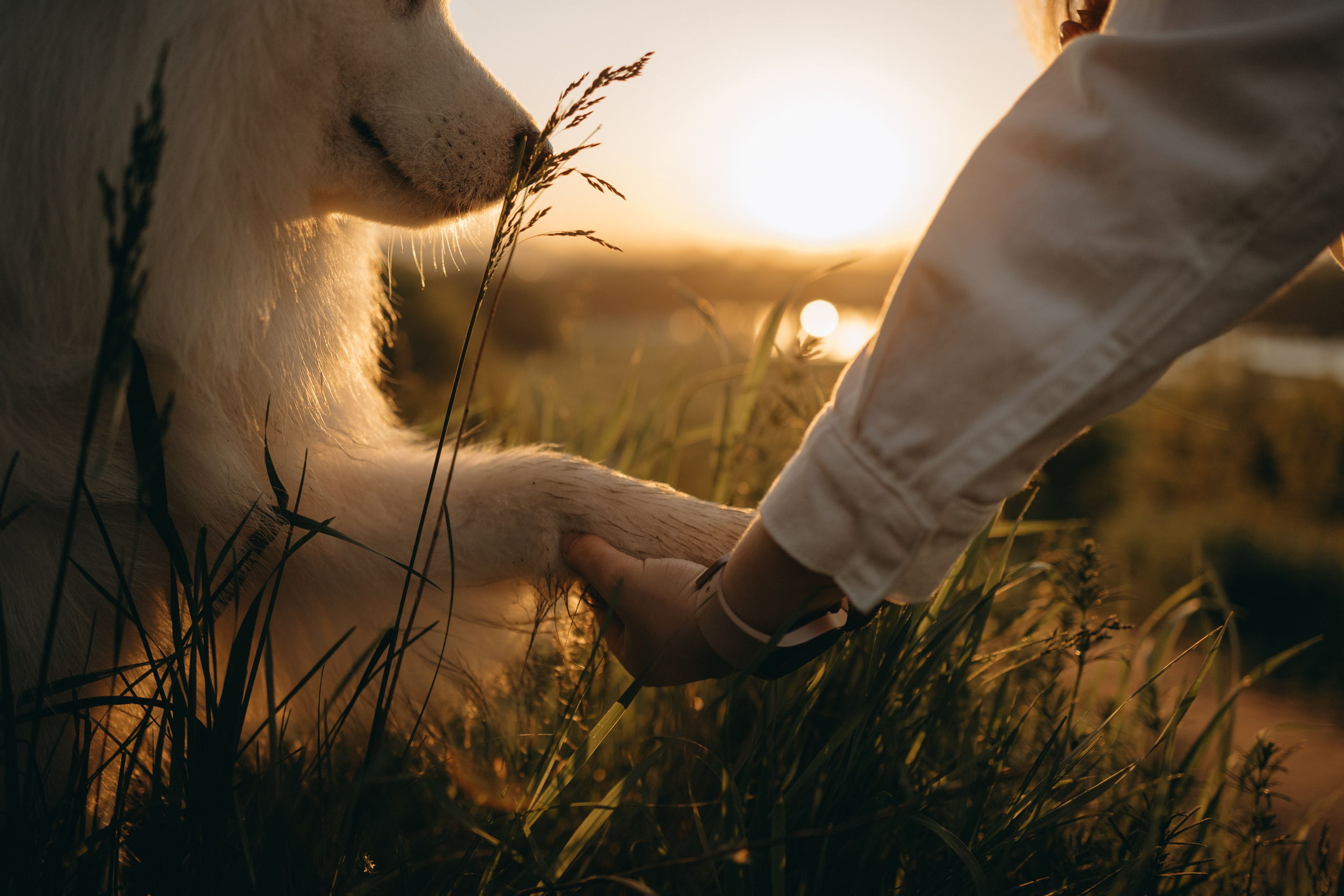 Танго и его семья. Фотограф — Анималист | Санкт-Петербург