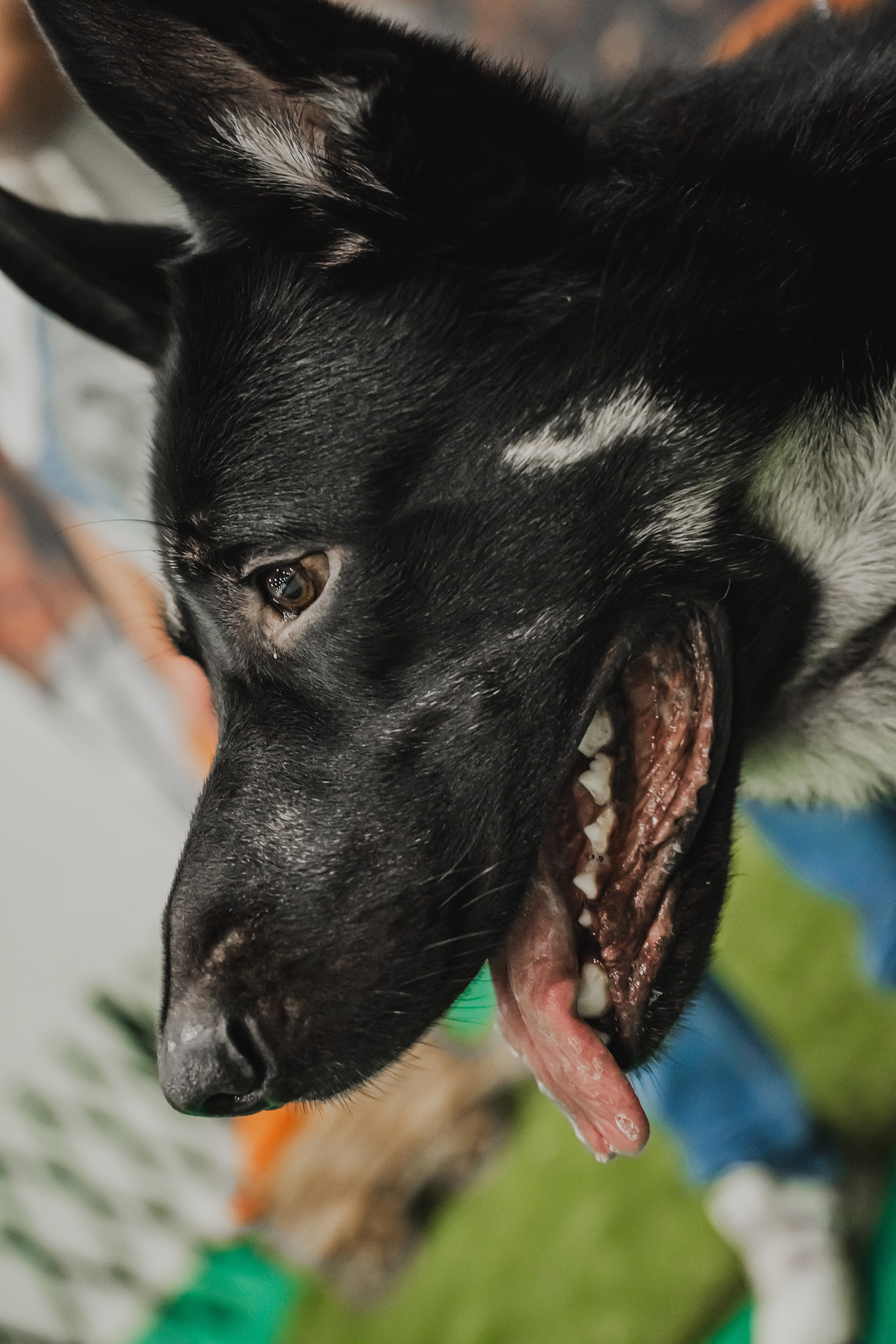 Международная выставка собак всех пород. Репортажный фотограф Анастасия Рубцова