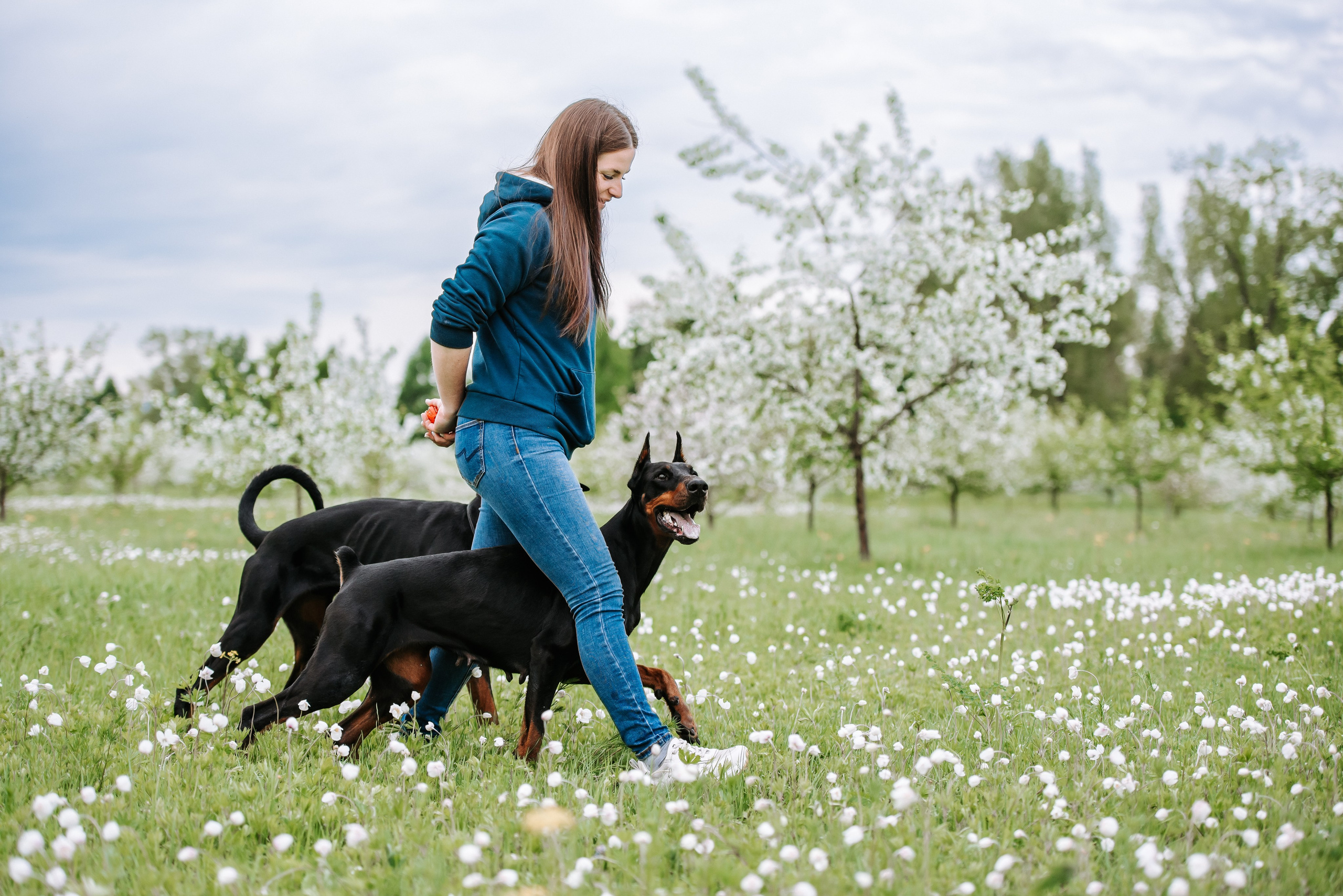 Цветение с доберманами. Фотограф Диана Оленина Красноярск / Братск