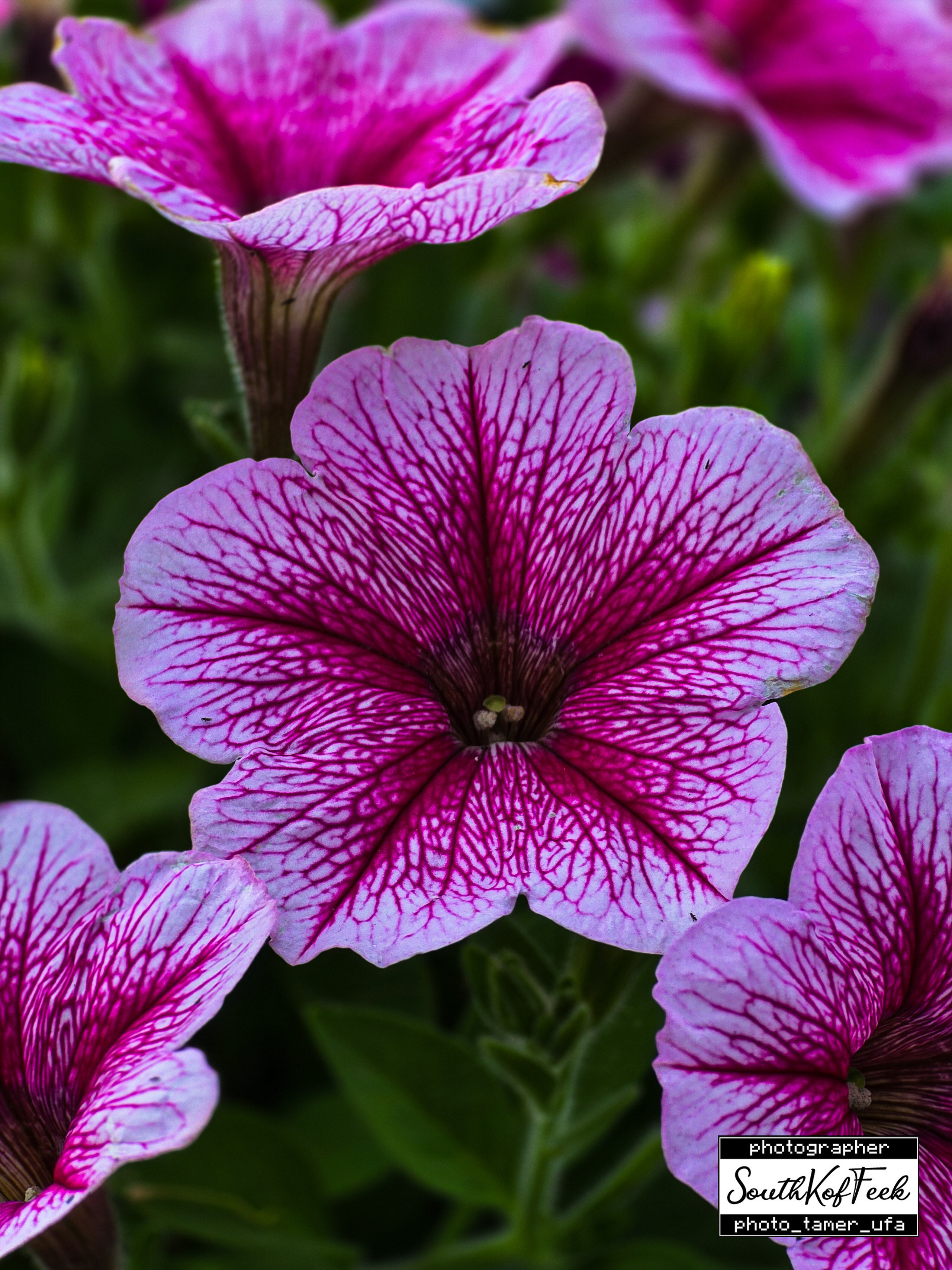 Цветы?. Photo Tamer Ufa