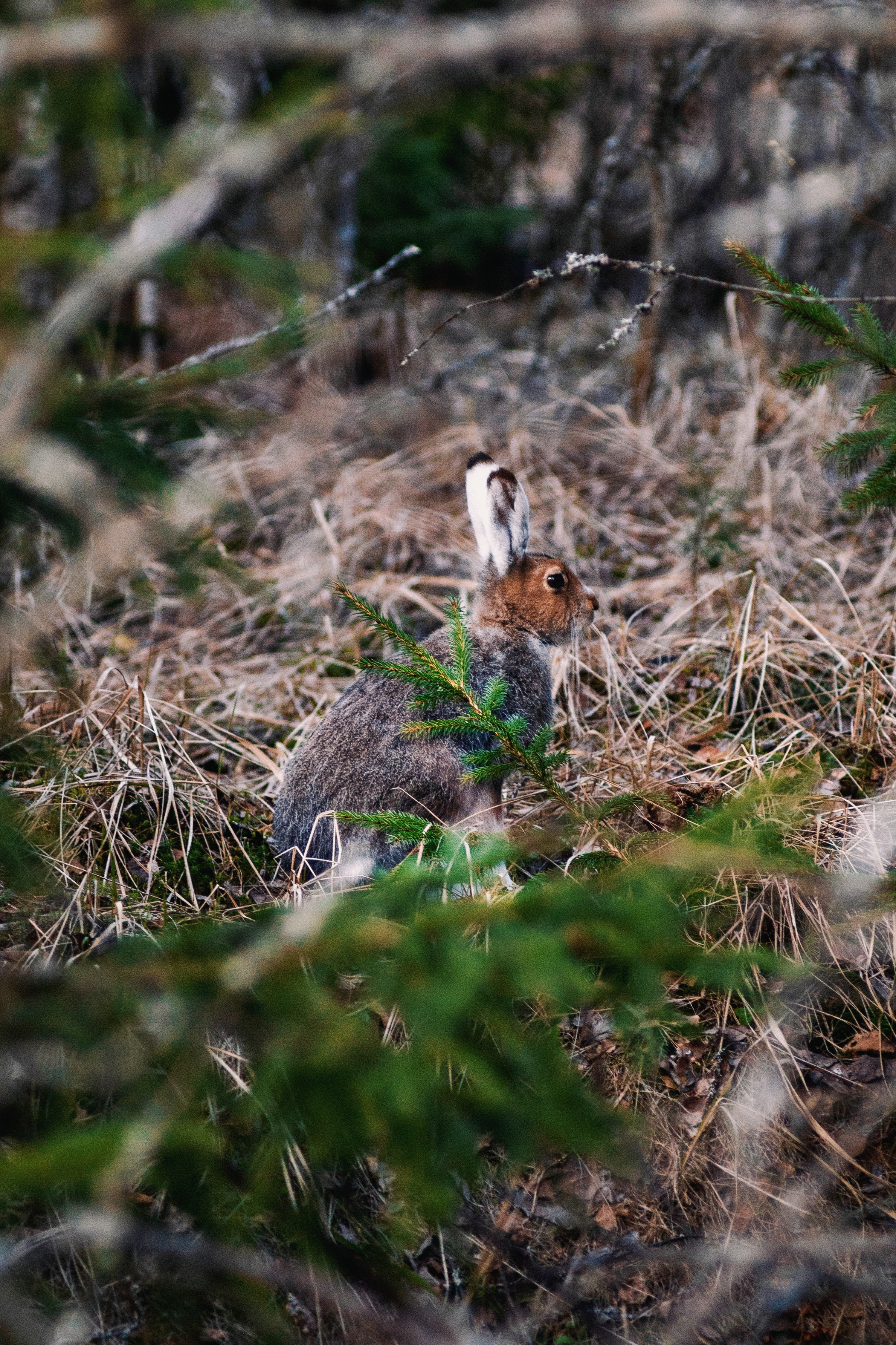 Природа. Трандин Иван Фотограф СПб