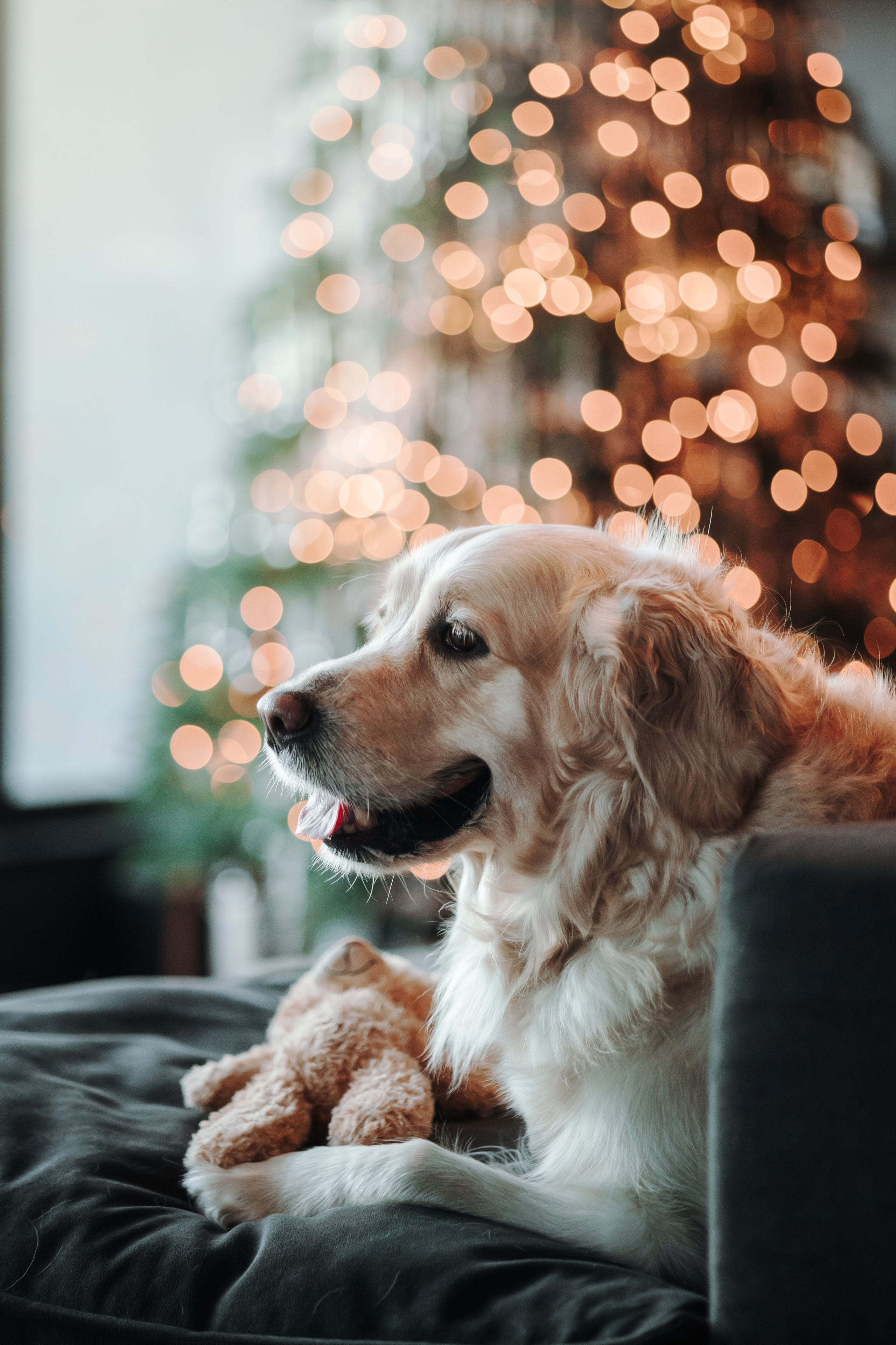 Вика и Рози. Фотограф — Анималист | Санкт-Петербург