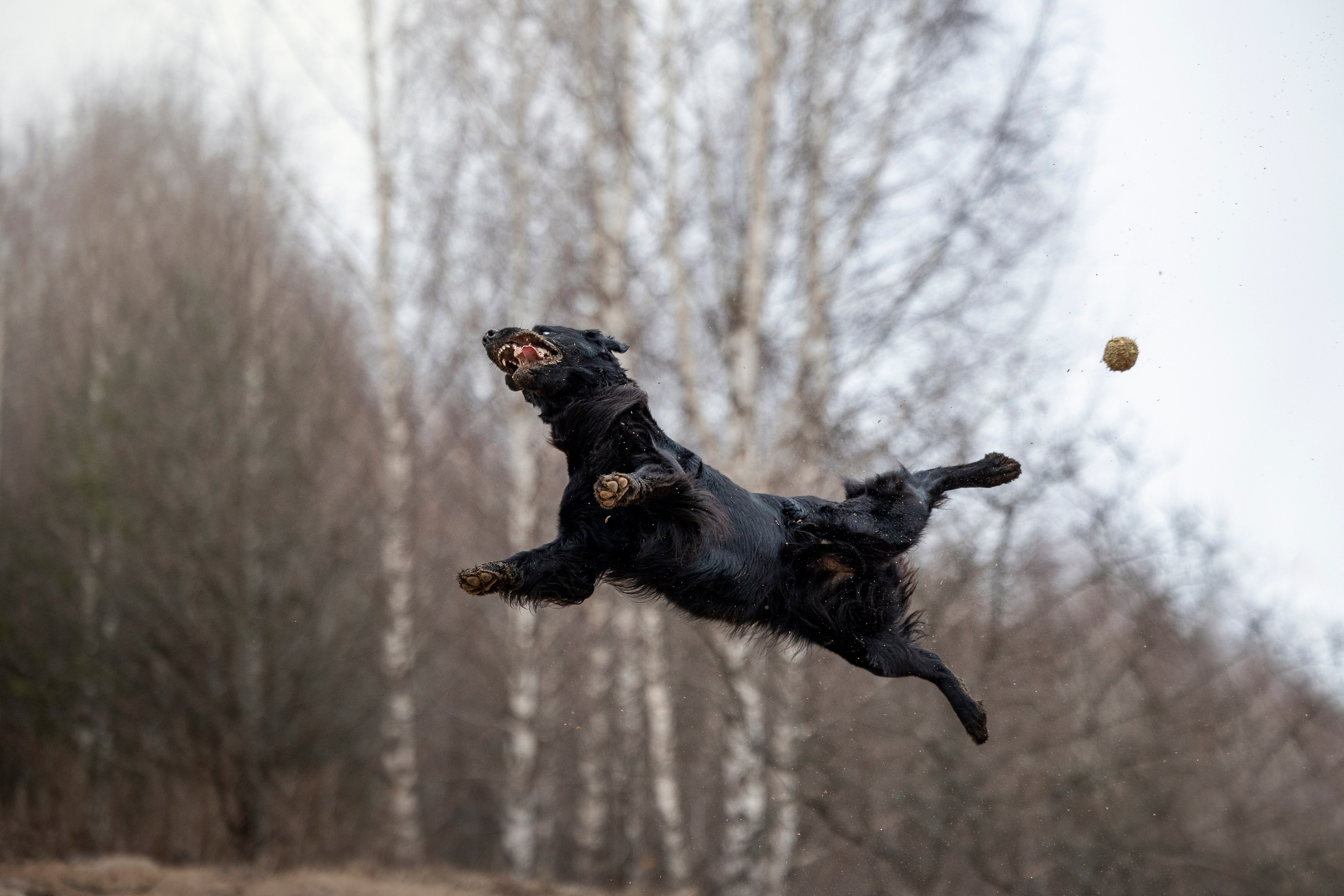Ора, Ева, Рози и их семья. Фотограф — Анималист | Санкт-Петербург