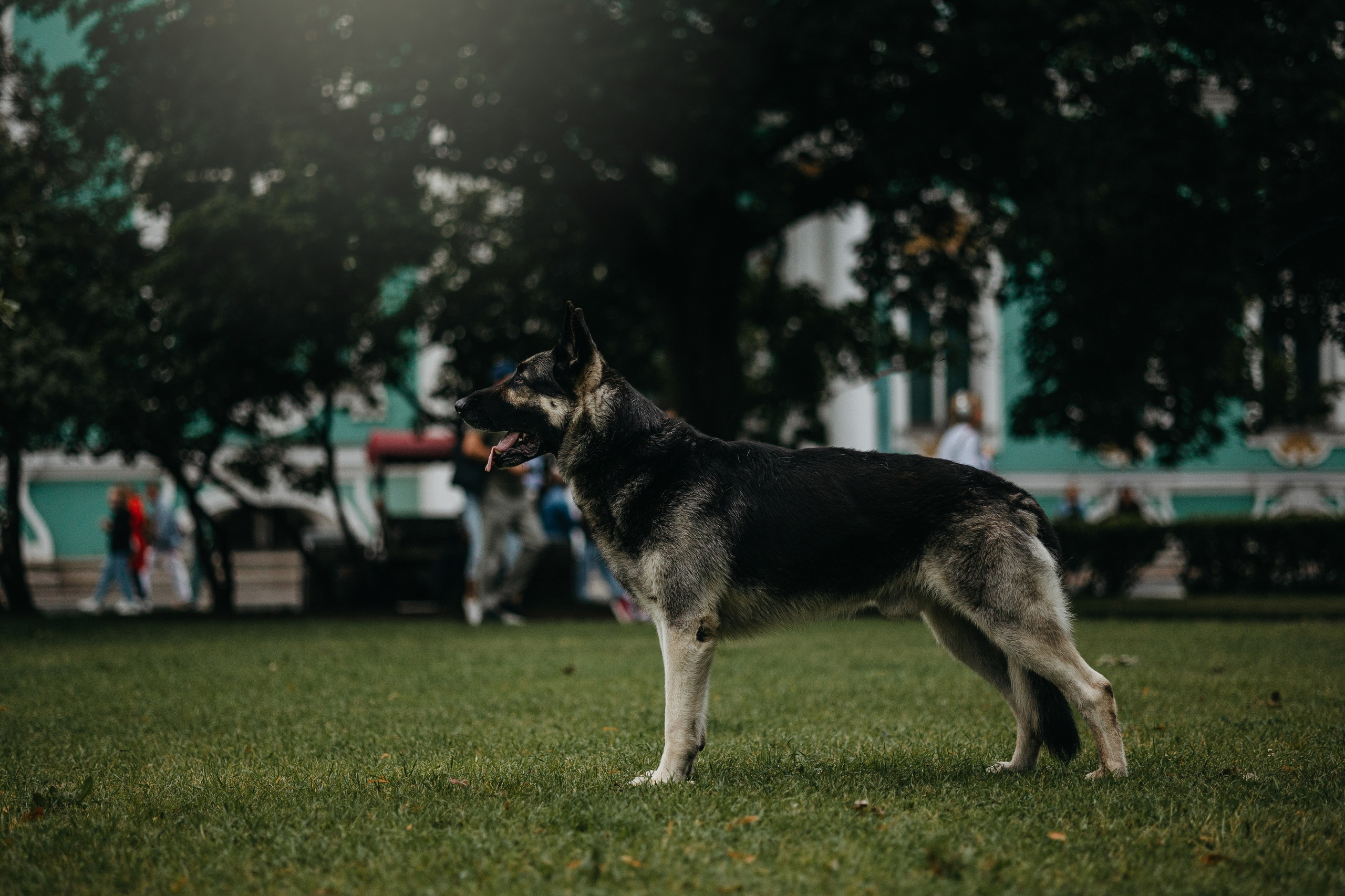 Рей и Ксения. Фотограф — Анималист | Санкт-Петербург
