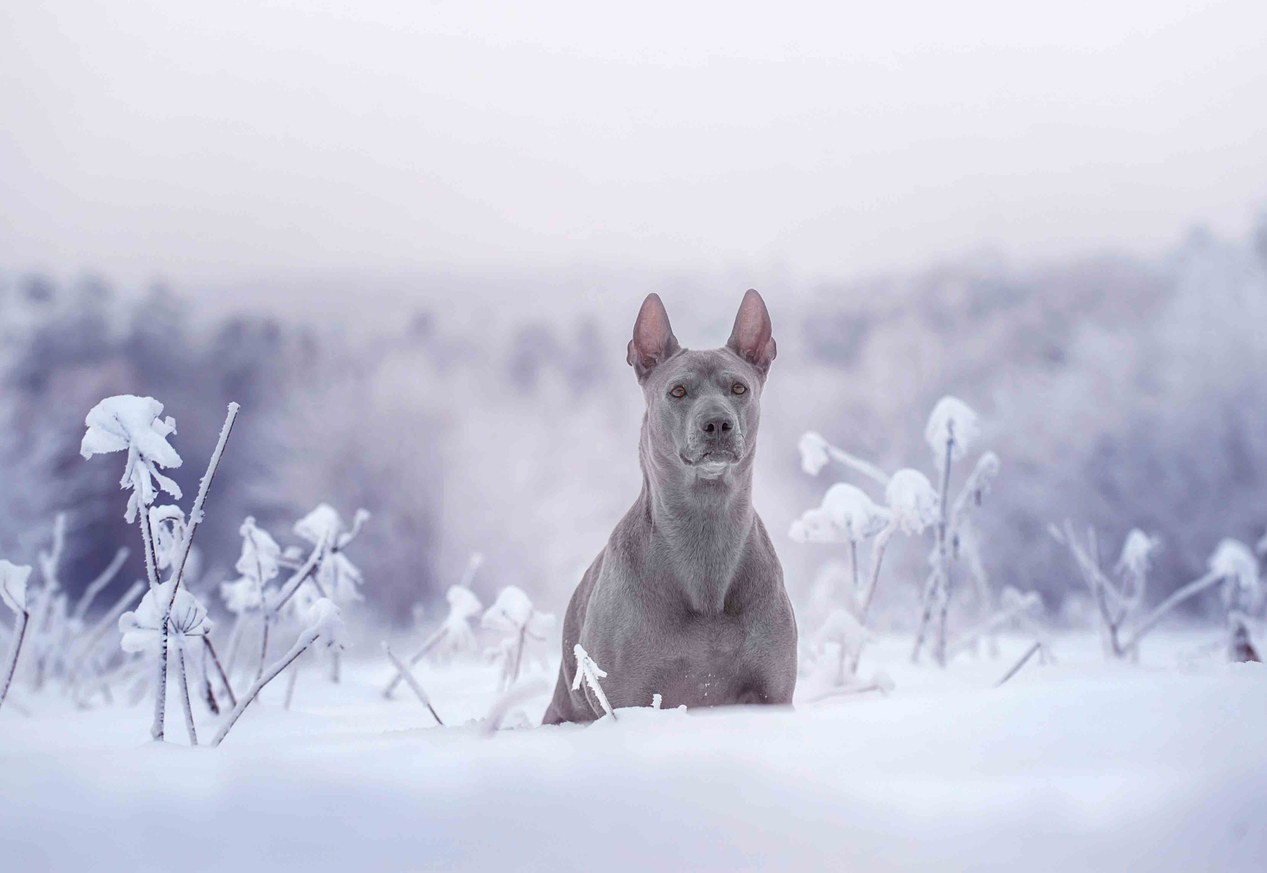 Собаки. Портретная и свадебная фотосъемка. Москва и область