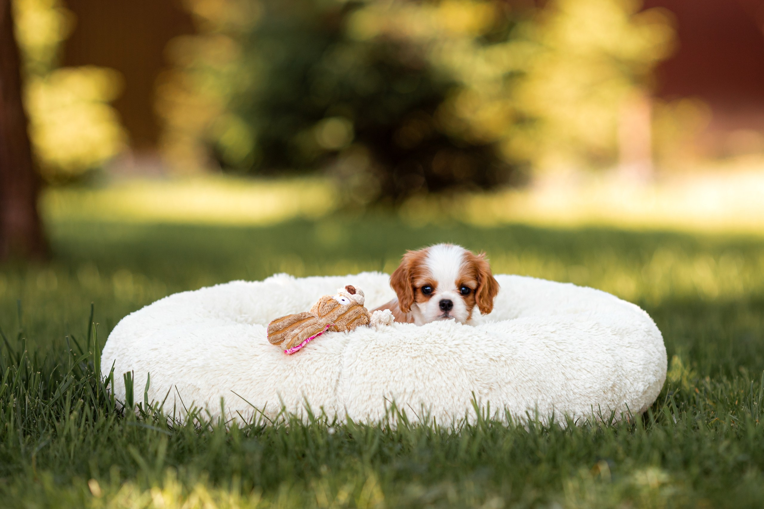 Belle Destino (питомник): щенки. Портретный и репортажный фотограф в Воронеже: Анастасия Пузикова